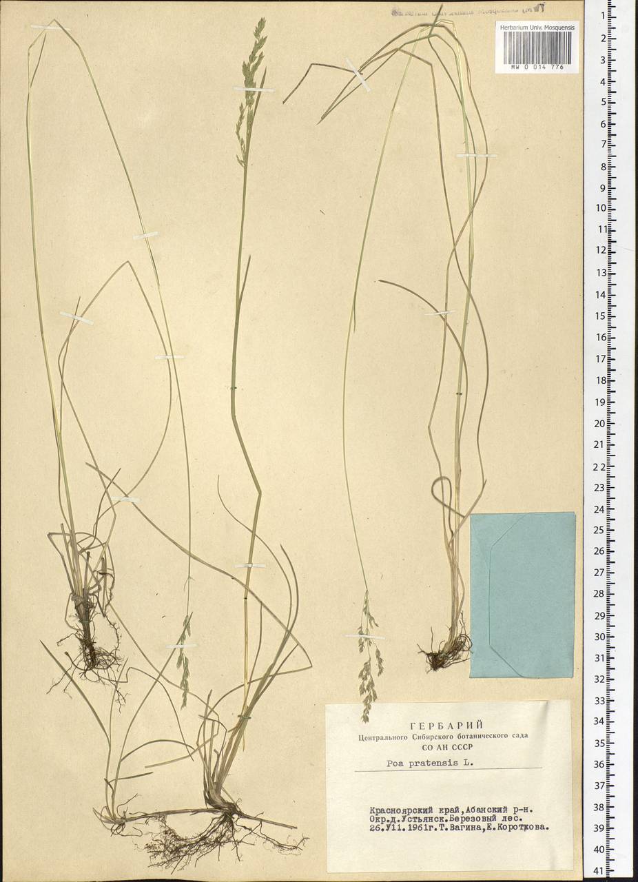 Poa pratensis L., Siberia, Central Siberia (S3) (Russia)