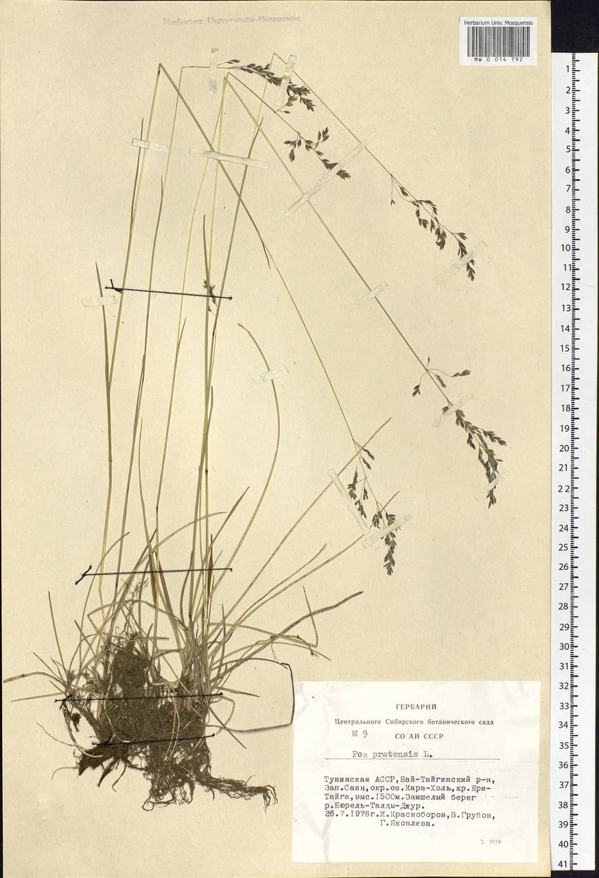 Poa pratensis L., Siberia, Altai & Sayany Mountains (S2) (Russia)