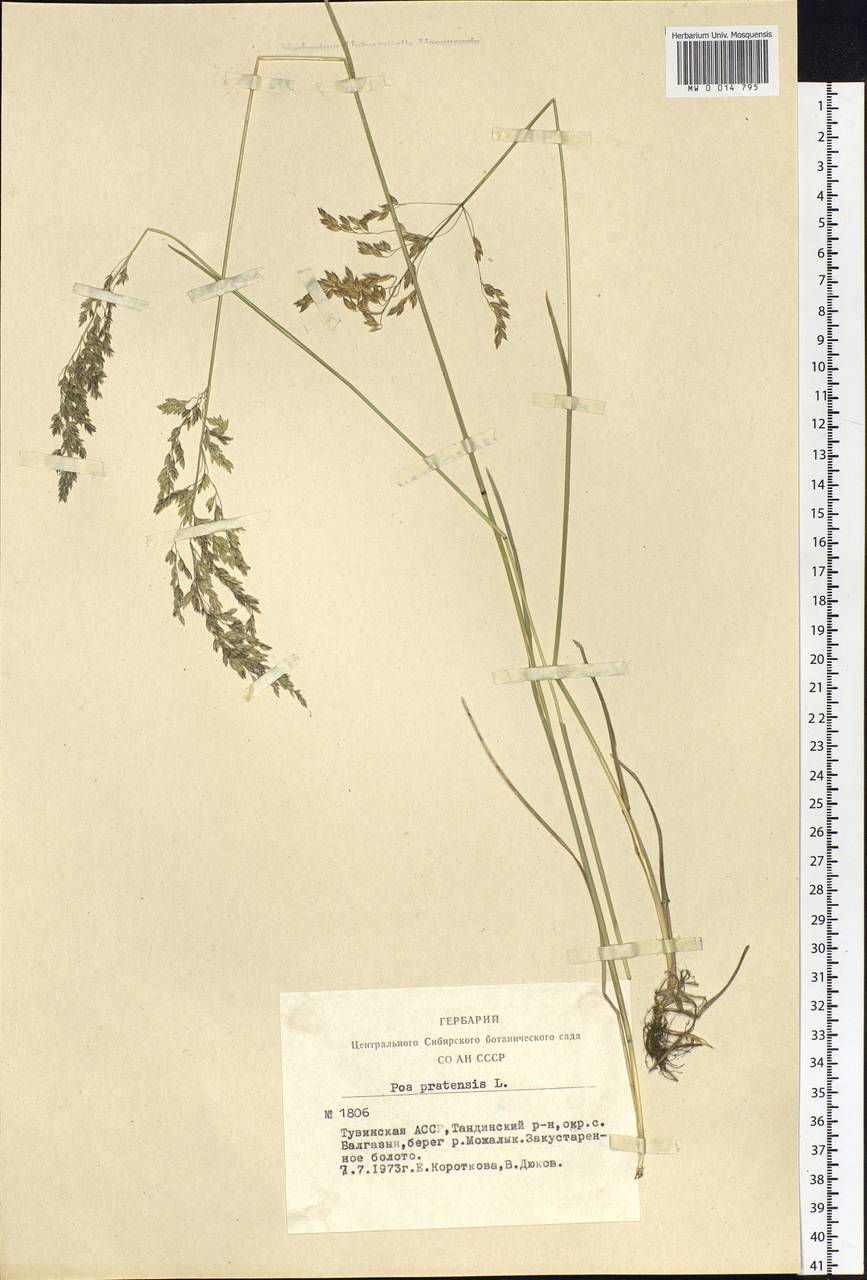 Poa pratensis L., Siberia, Altai & Sayany Mountains (S2) (Russia)