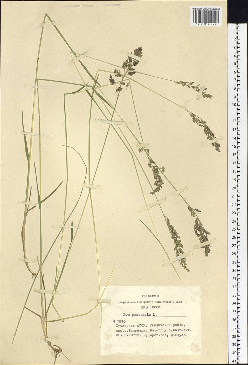 Poa pratensis L., Siberia, Altai & Sayany Mountains (S2) (Russia)