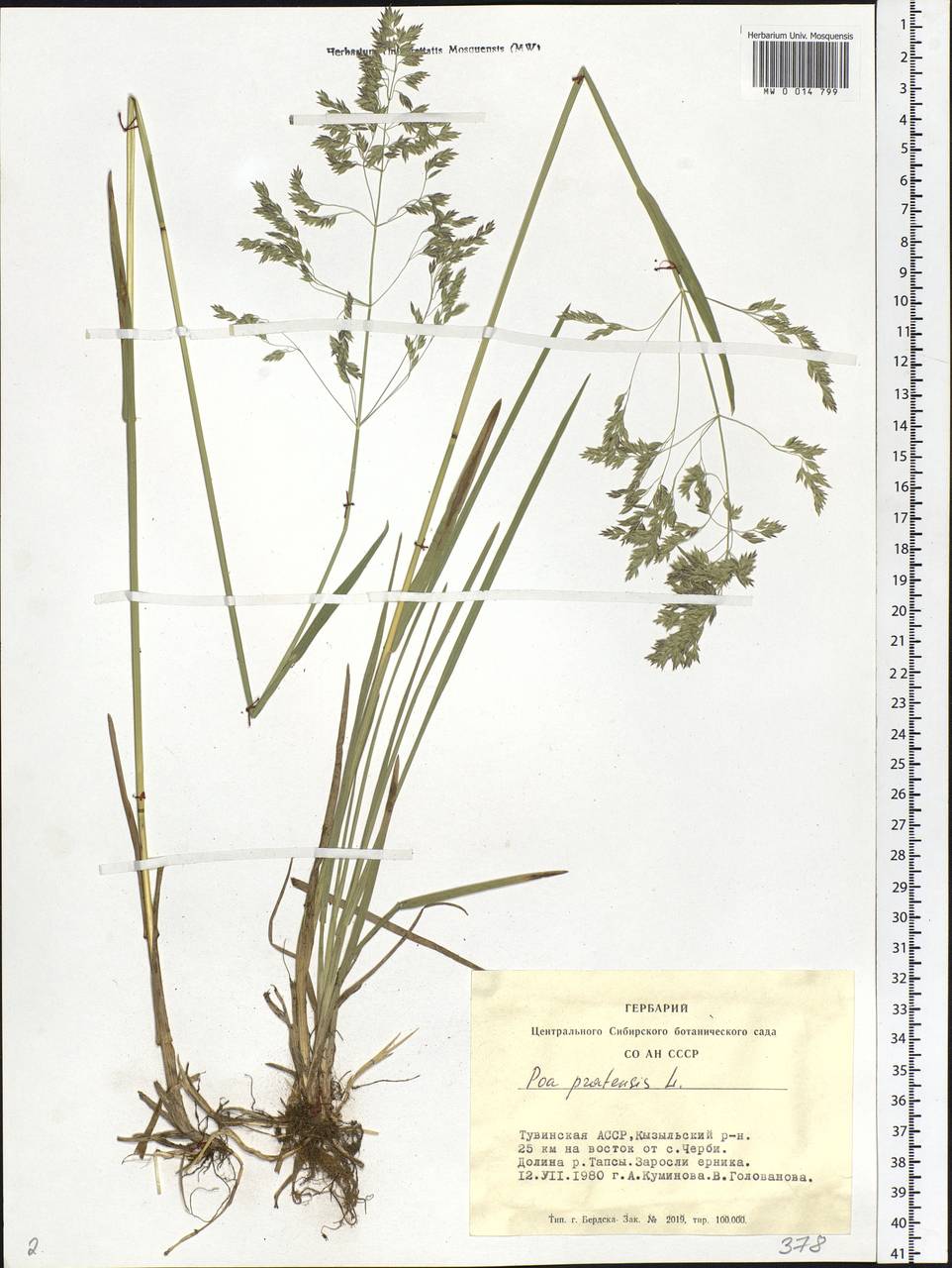 Poa pratensis L., Siberia, Altai & Sayany Mountains (S2) (Russia)