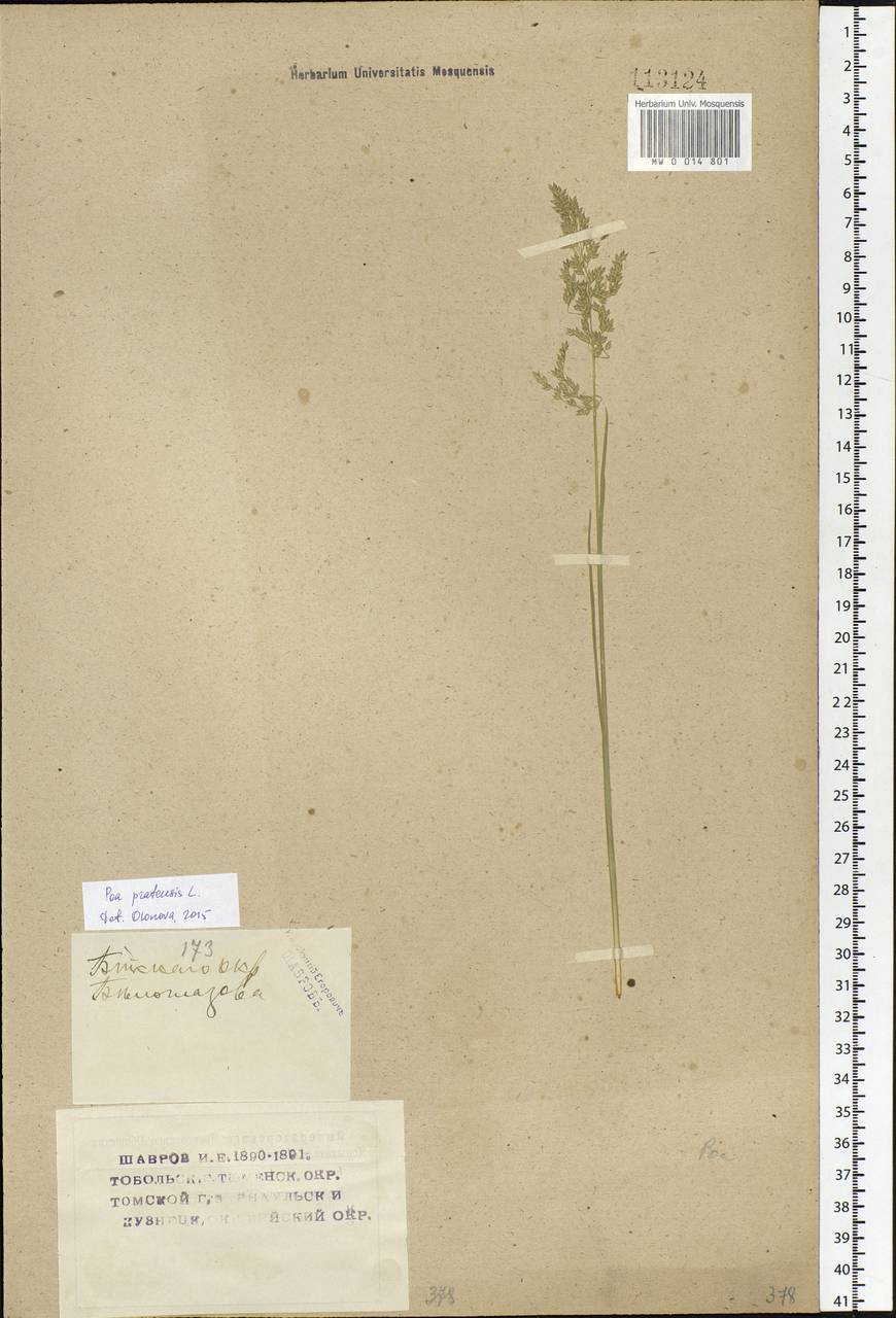 Poa pratensis L., Siberia, Altai & Sayany Mountains (S2) (Russia)