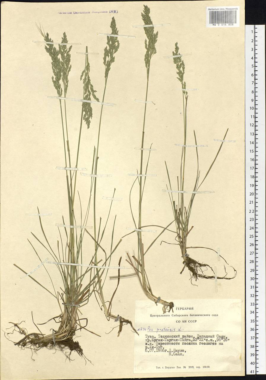 Poa pratensis L., Siberia, Altai & Sayany Mountains (S2) (Russia)