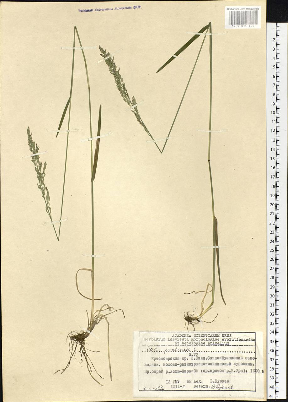 Poa pratensis L., Siberia, Altai & Sayany Mountains (S2) (Russia)