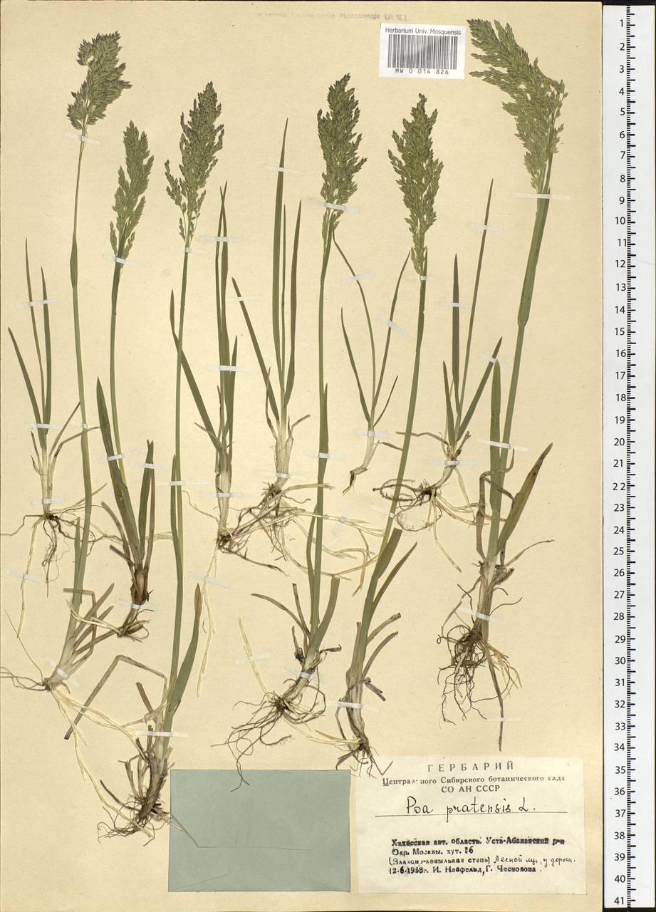 Poa pratensis L., Siberia, Altai & Sayany Mountains (S2) (Russia)