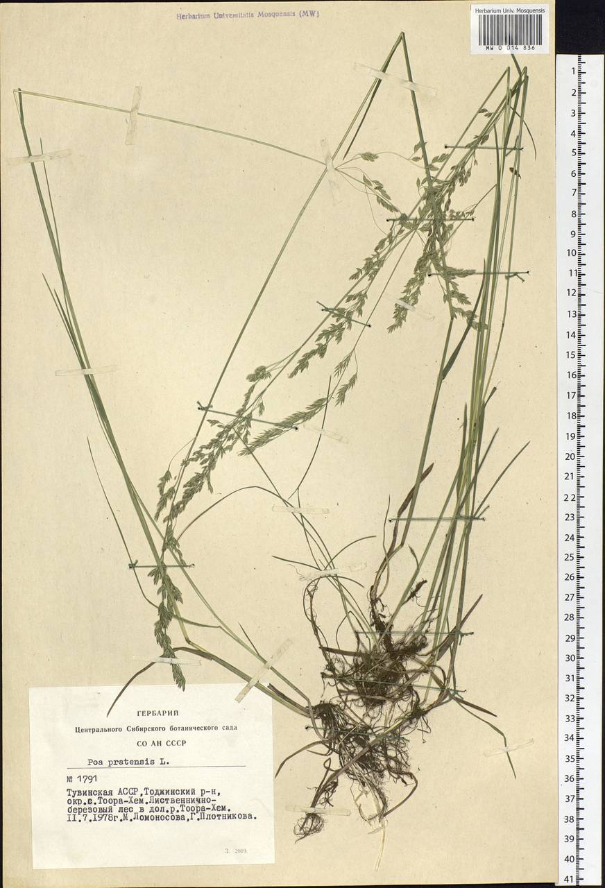 Poa pratensis L., Siberia, Altai & Sayany Mountains (S2) (Russia)