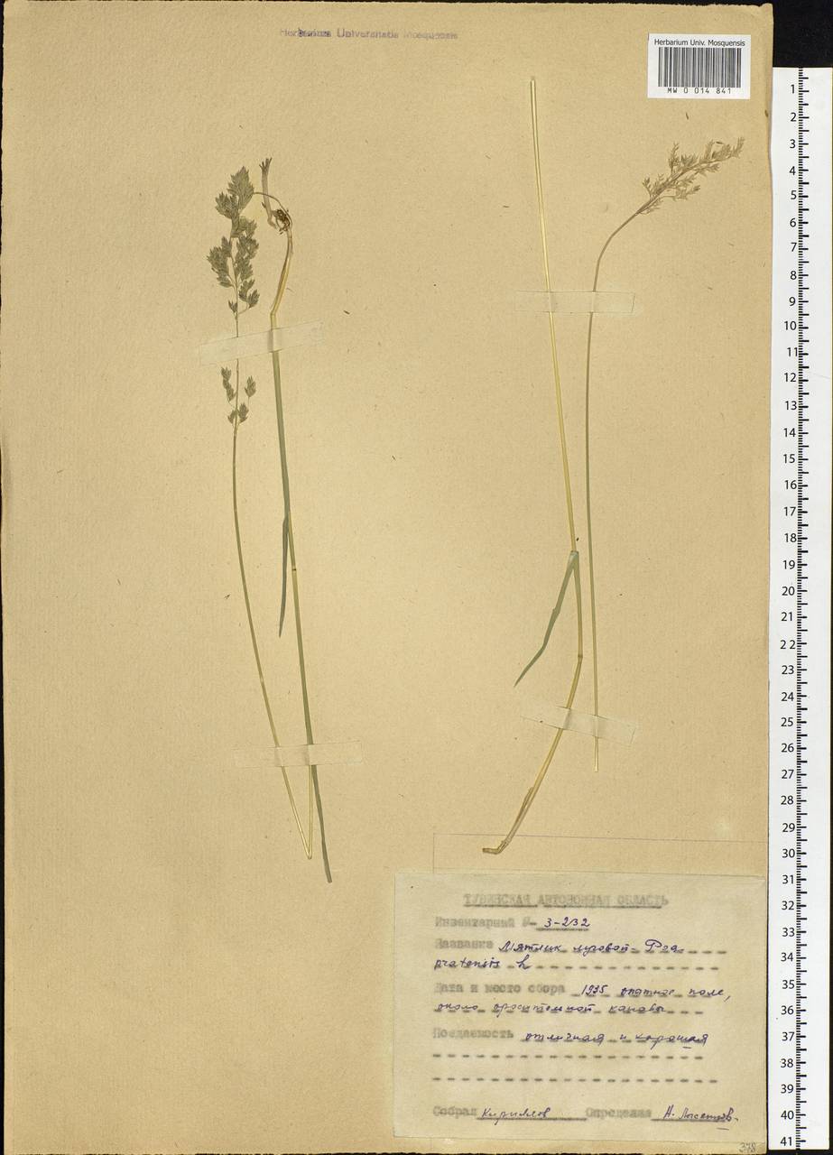 Poa pratensis L., Siberia, Altai & Sayany Mountains (S2) (Russia)