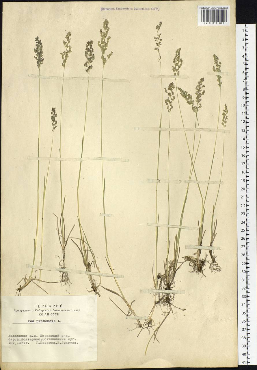 Poa pratensis L., Siberia, Altai & Sayany Mountains (S2) (Russia)