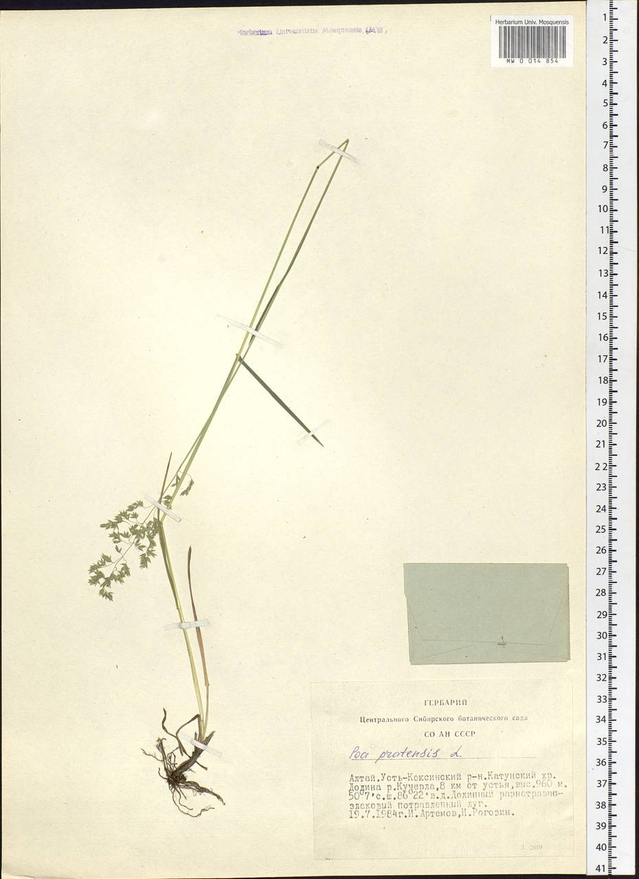 Poa pratensis L., Siberia, Altai & Sayany Mountains (S2) (Russia)