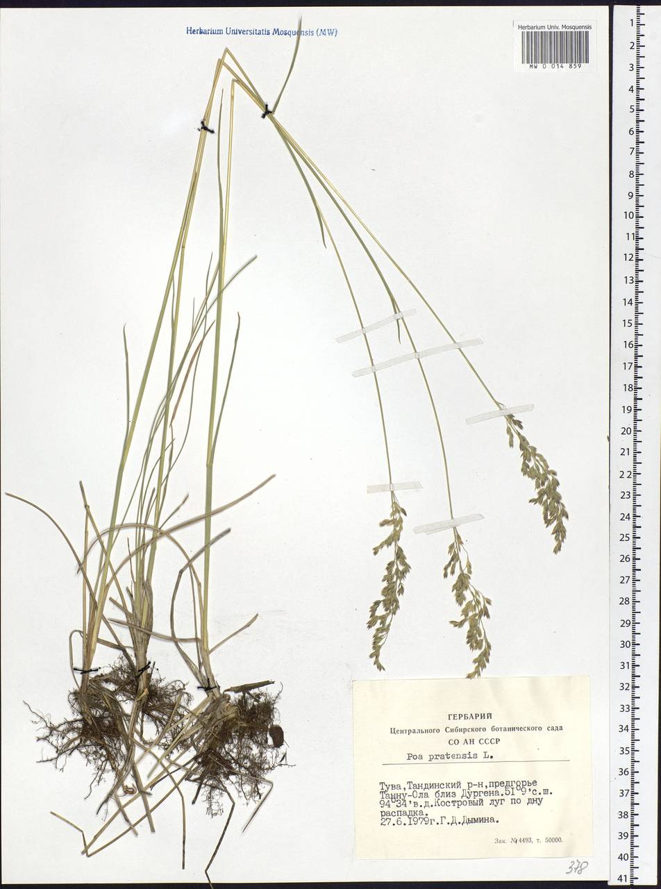 Poa pratensis L., Siberia, Altai & Sayany Mountains (S2) (Russia)