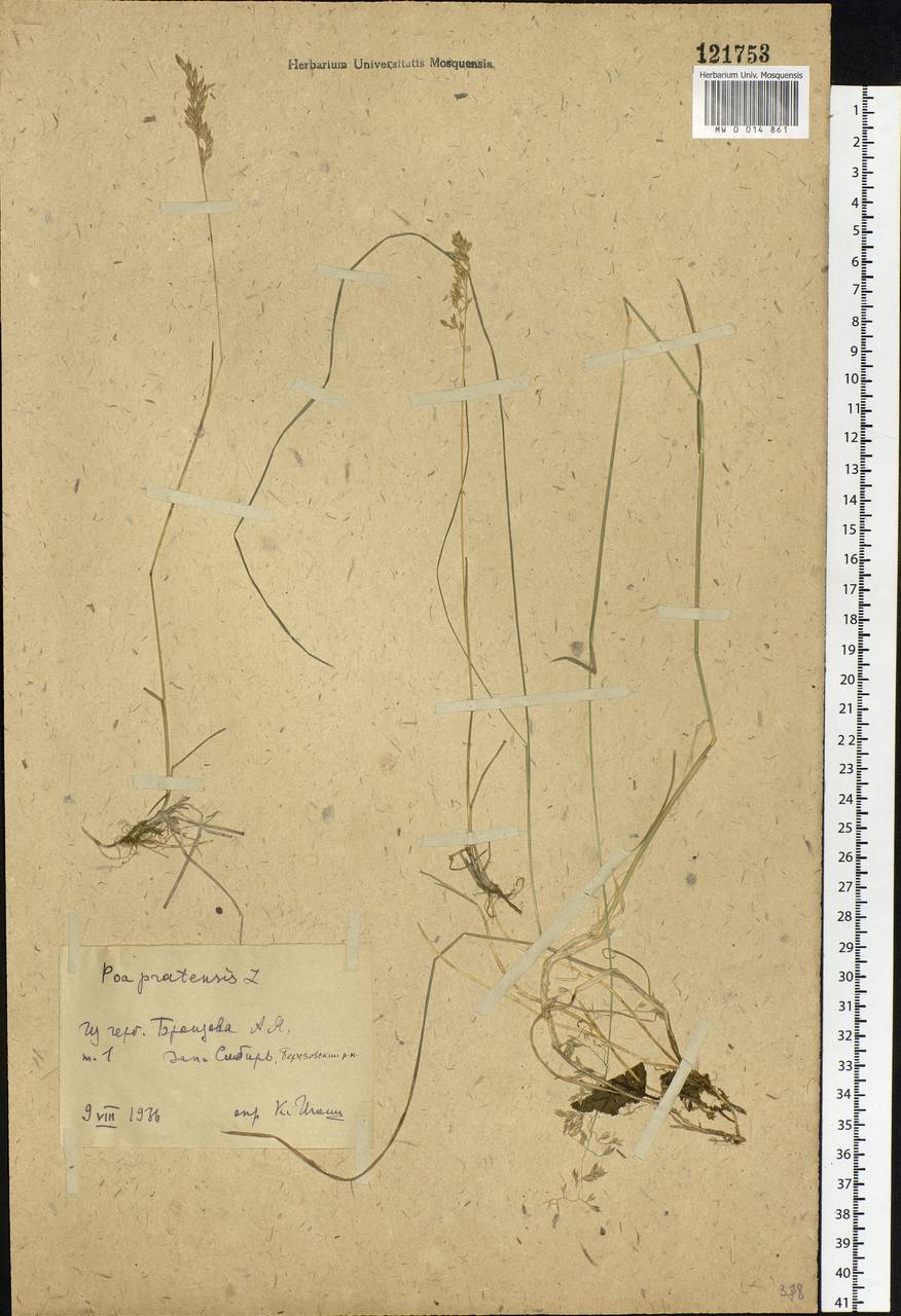 Poa pratensis L., Siberia, Western Siberia (S1) (Russia)