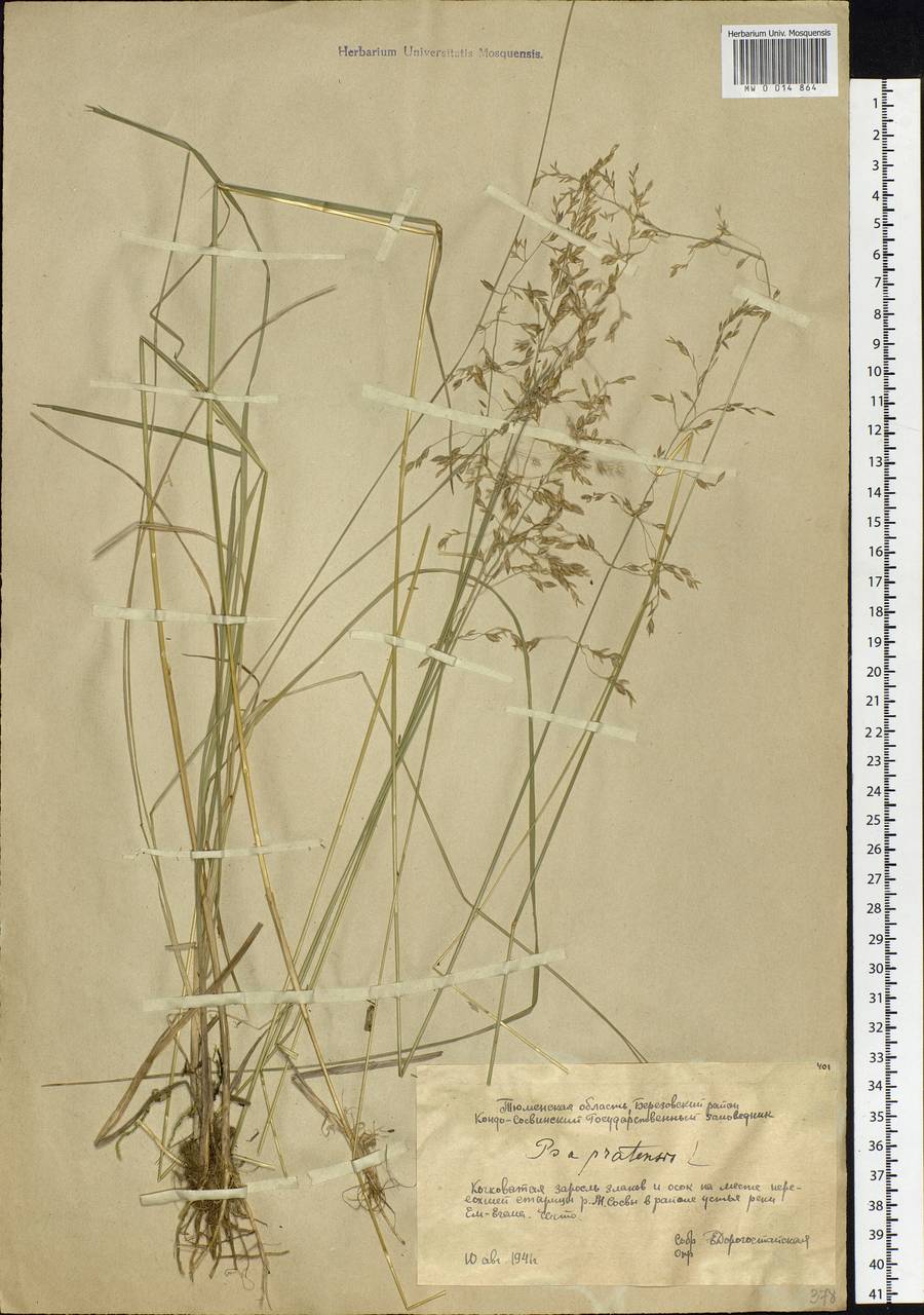 Poa pratensis L., Siberia, Western Siberia (S1) (Russia)