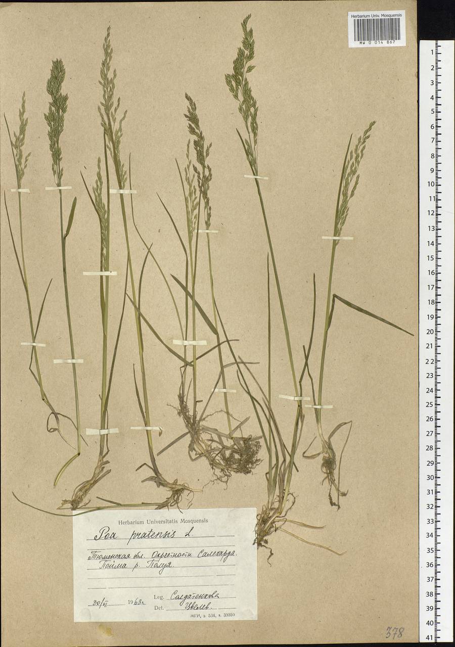 Poa pratensis L., Siberia, Western Siberia (S1) (Russia)