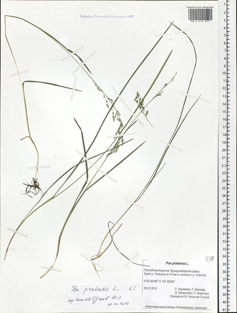 Poa pratensis L., Siberia, Baikal & Transbaikal region (S4) (Russia)