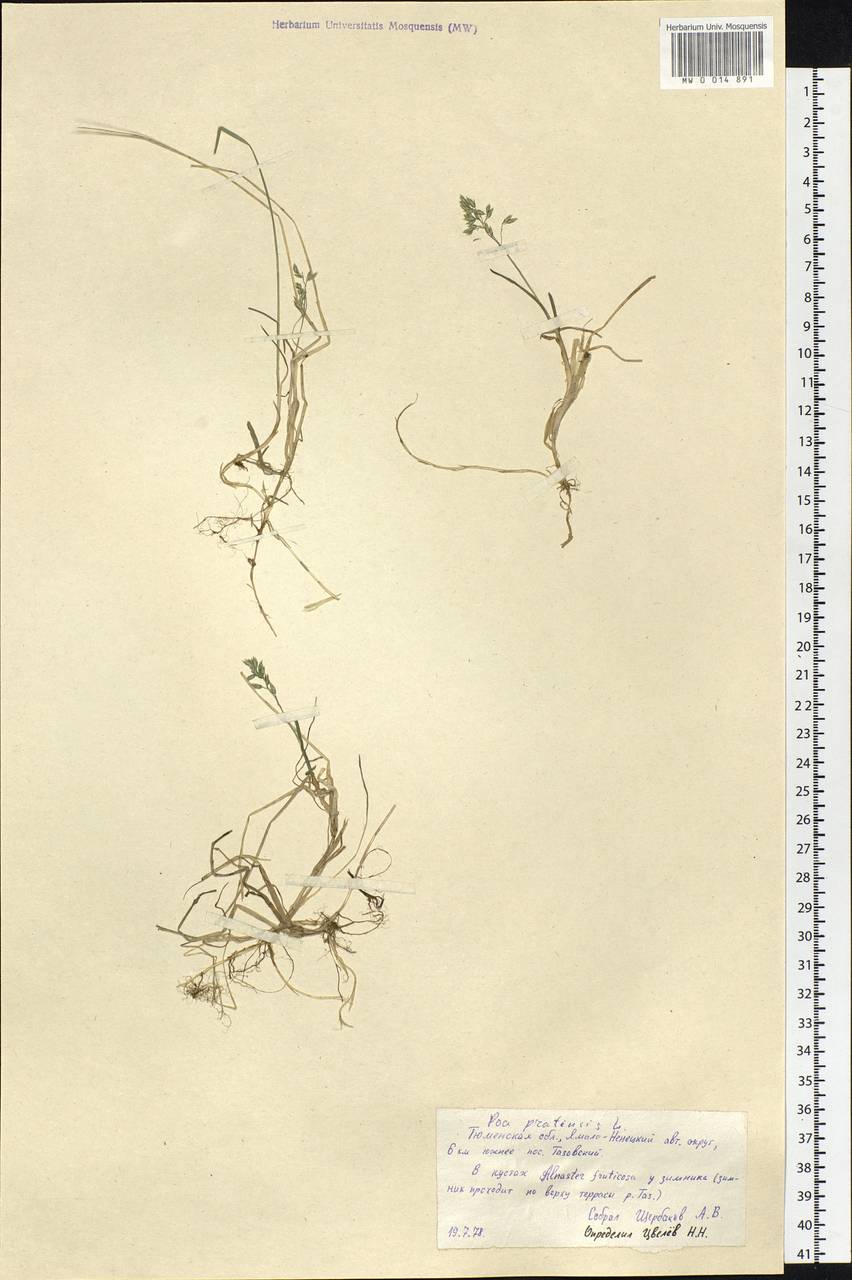 Poa pratensis L., Siberia, Western Siberia (S1) (Russia)