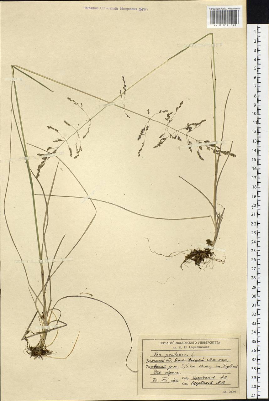 Poa pratensis L., Siberia, Western Siberia (S1) (Russia)