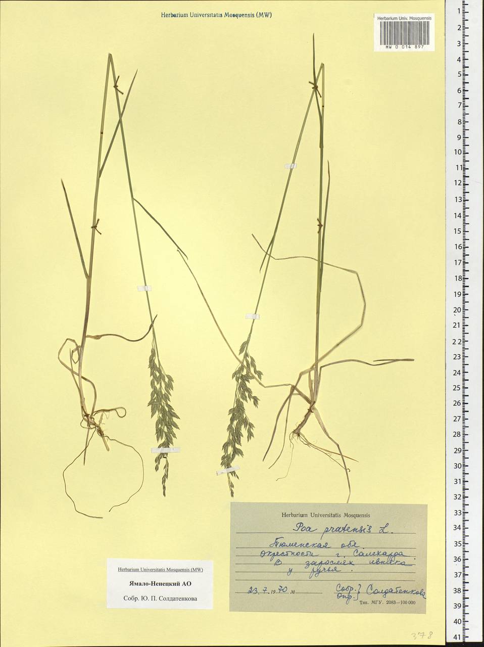 Poa pratensis L., Siberia, Western Siberia (S1) (Russia)