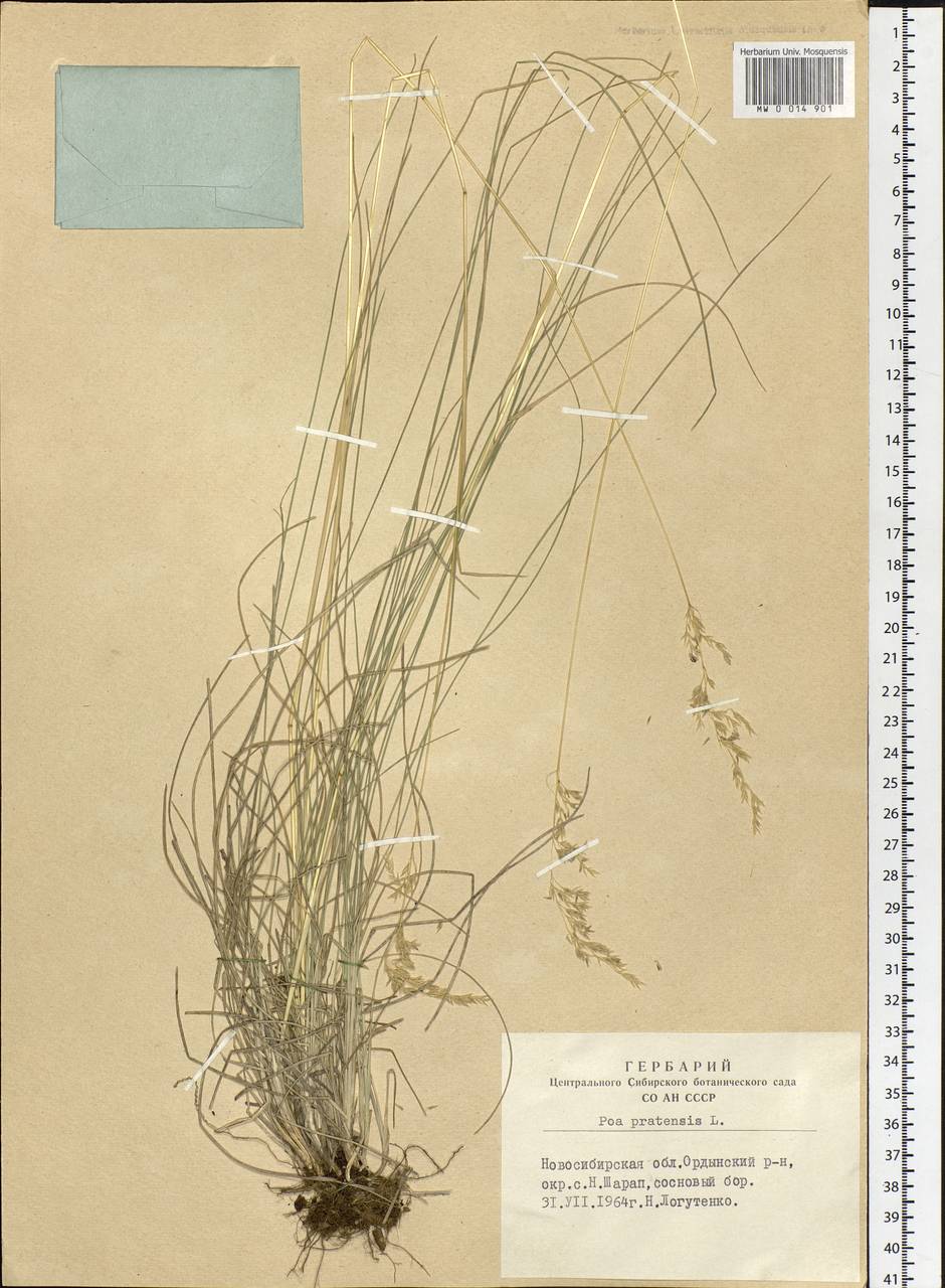 Poa pratensis L., Siberia, Western Siberia (S1) (Russia)