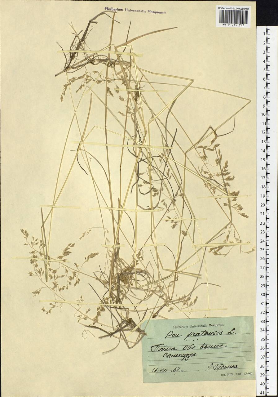 Poa pratensis L., Siberia, Western Siberia (S1) (Russia)