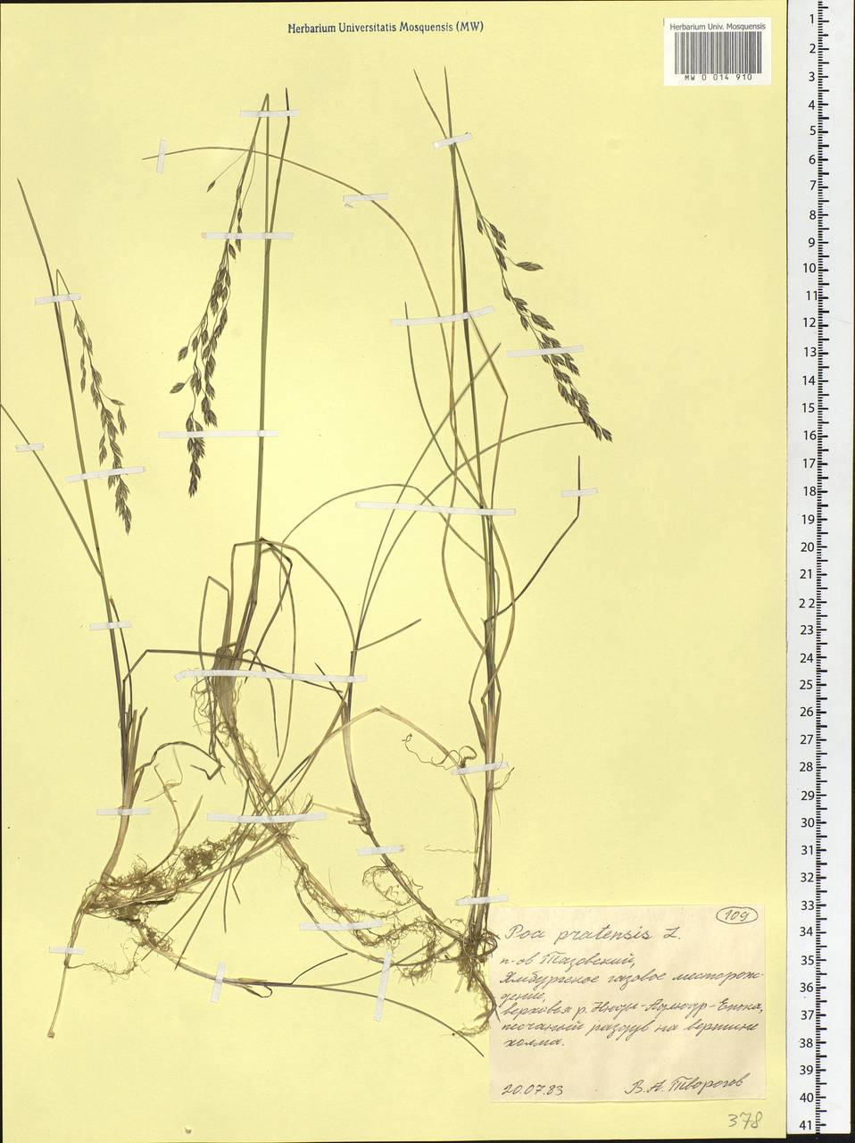 Poa pratensis L., Siberia, Western Siberia (S1) (Russia)