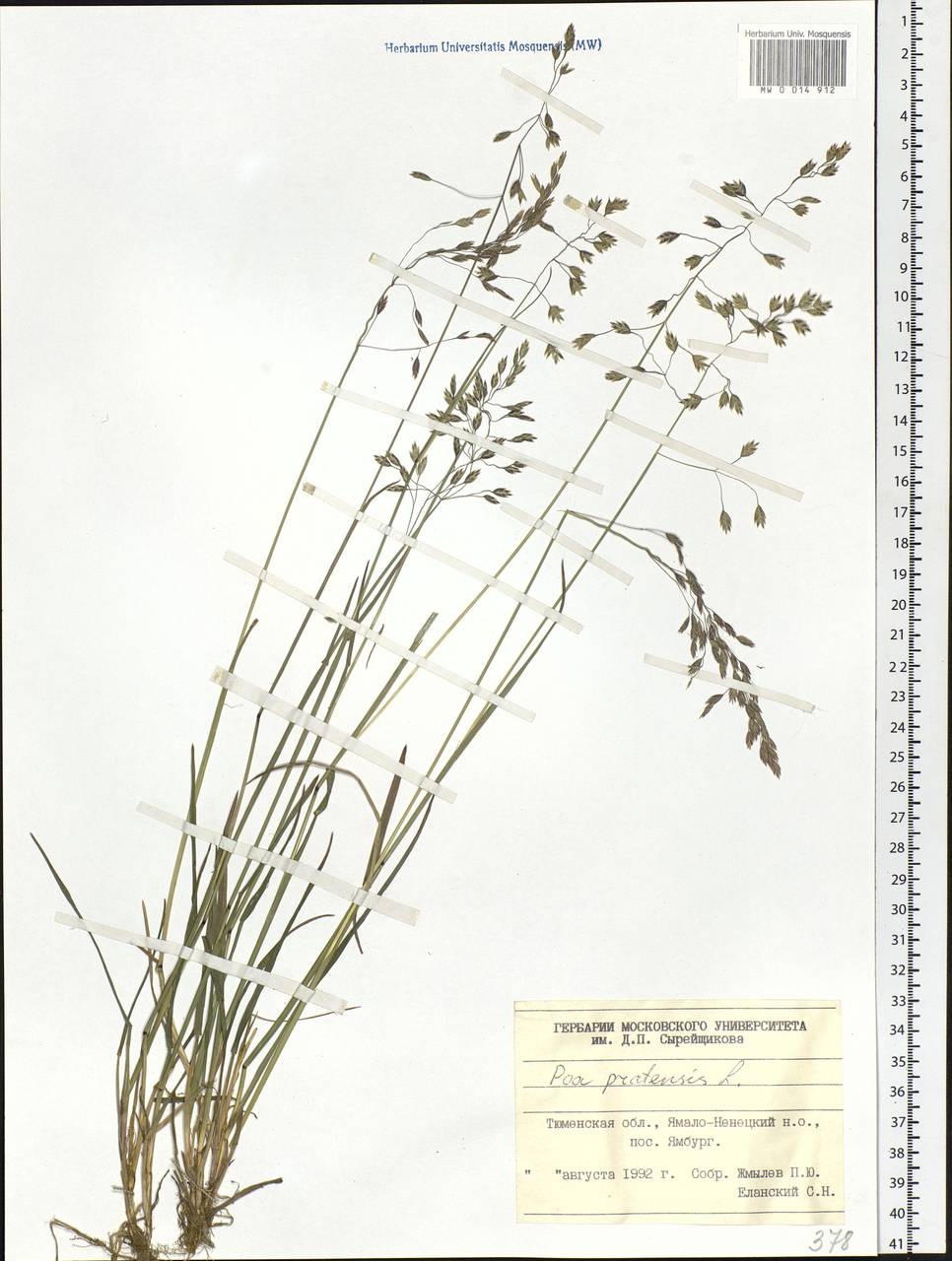 Poa pratensis L., Siberia, Western Siberia (S1) (Russia)