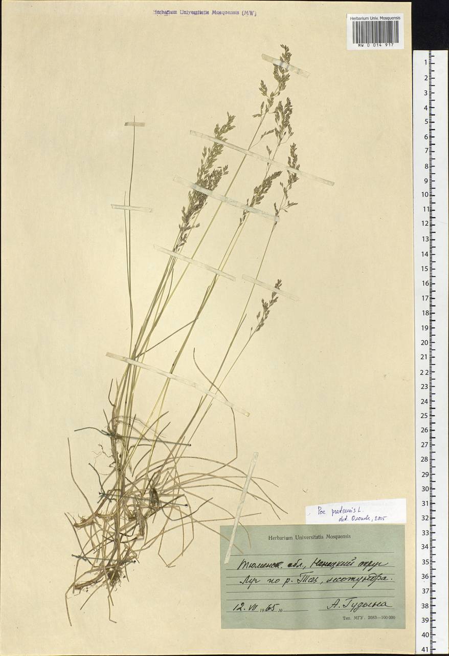 Poa pratensis L., Siberia, Western Siberia (S1) (Russia)