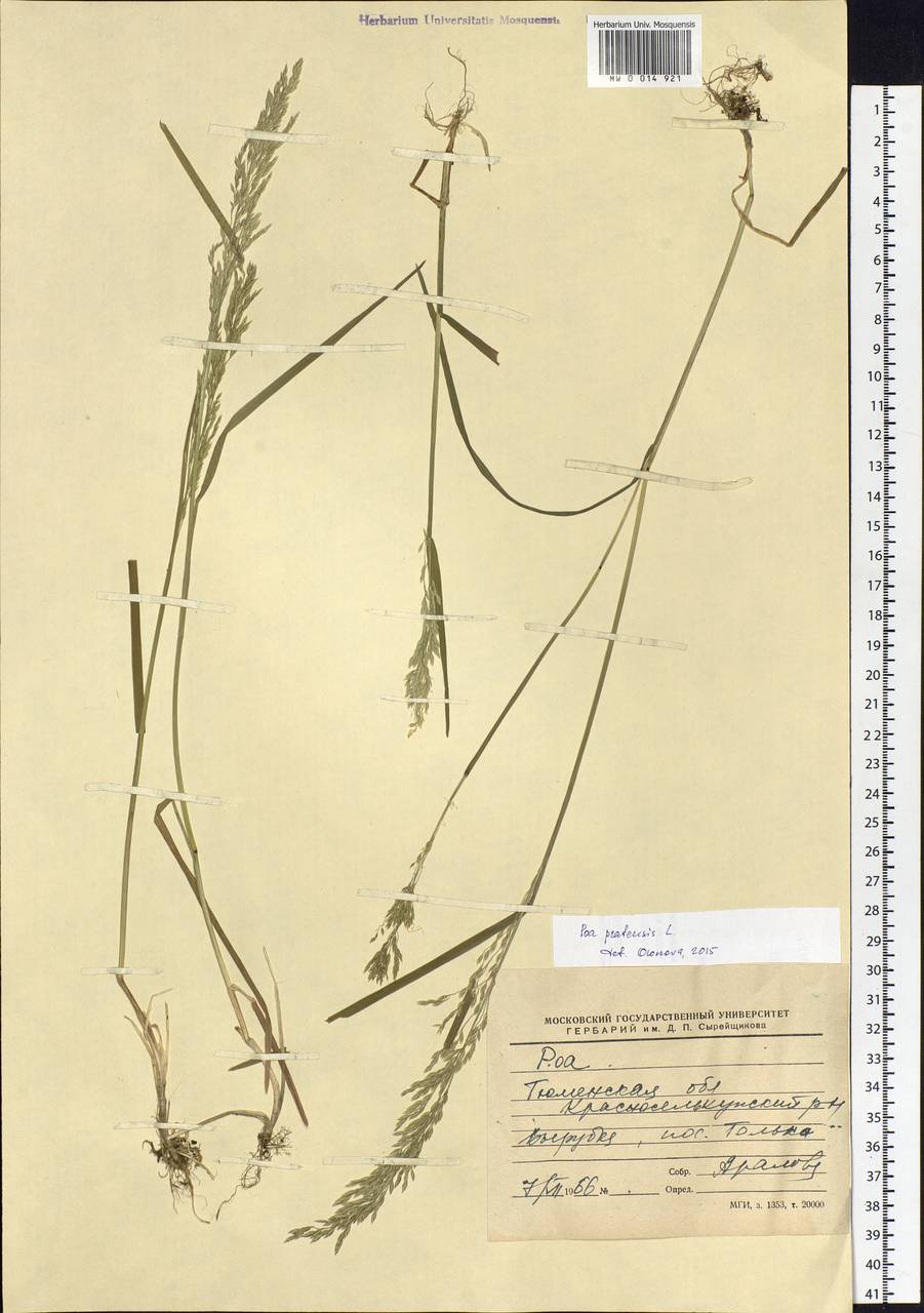 Poa pratensis L., Siberia, Western Siberia (S1) (Russia)