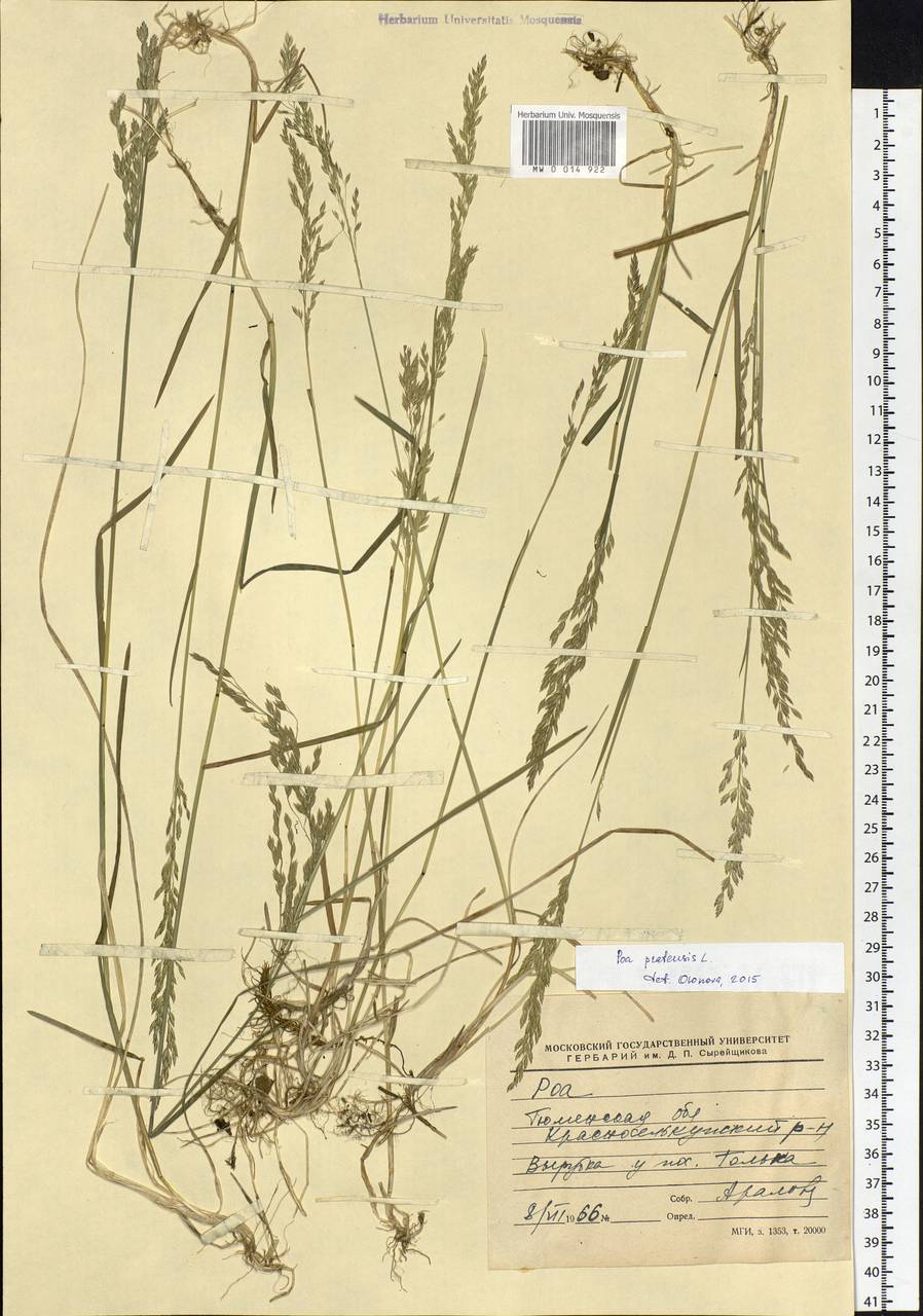 Poa pratensis L., Siberia, Western Siberia (S1) (Russia)