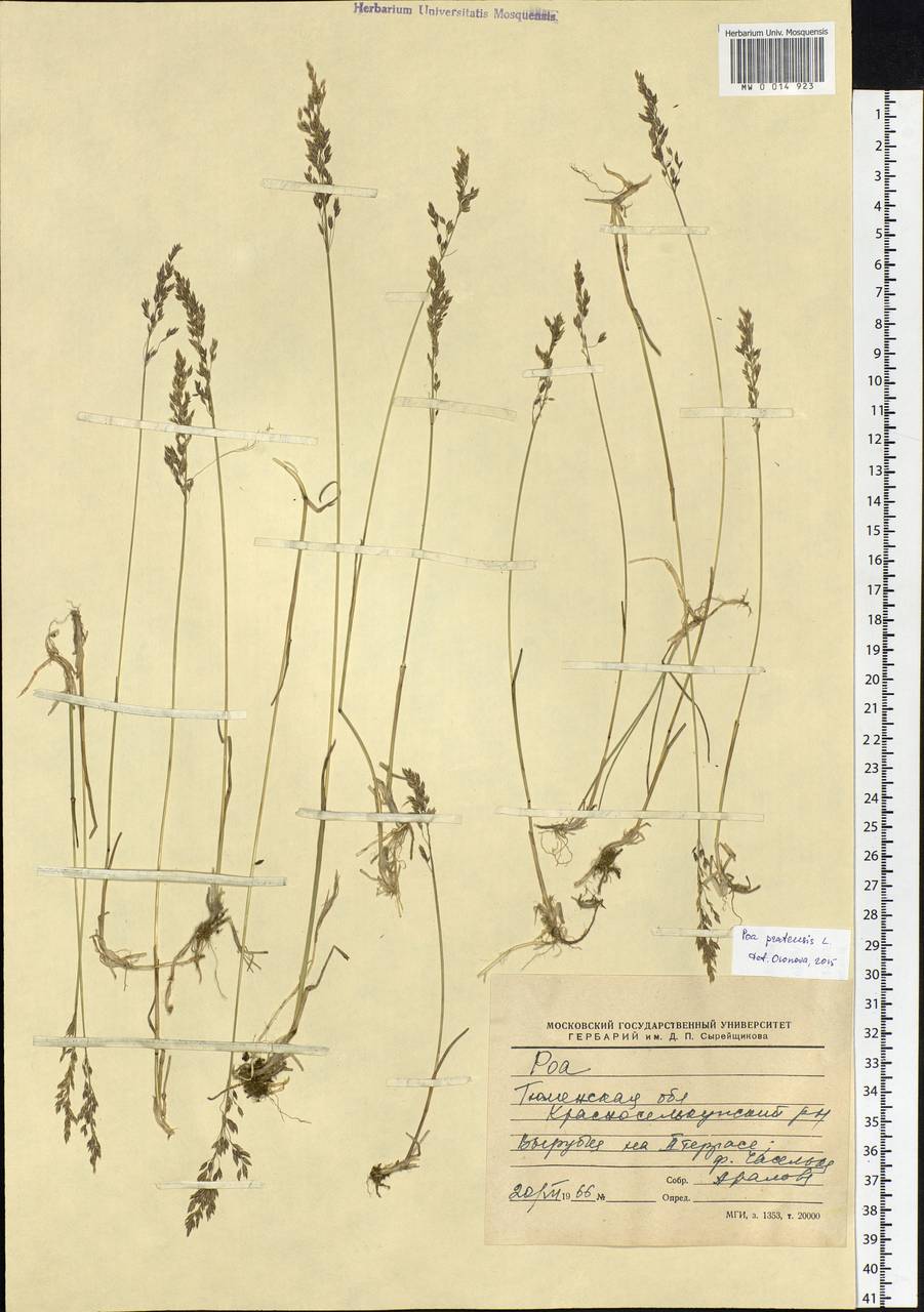 Poa pratensis L., Siberia, Western Siberia (S1) (Russia)