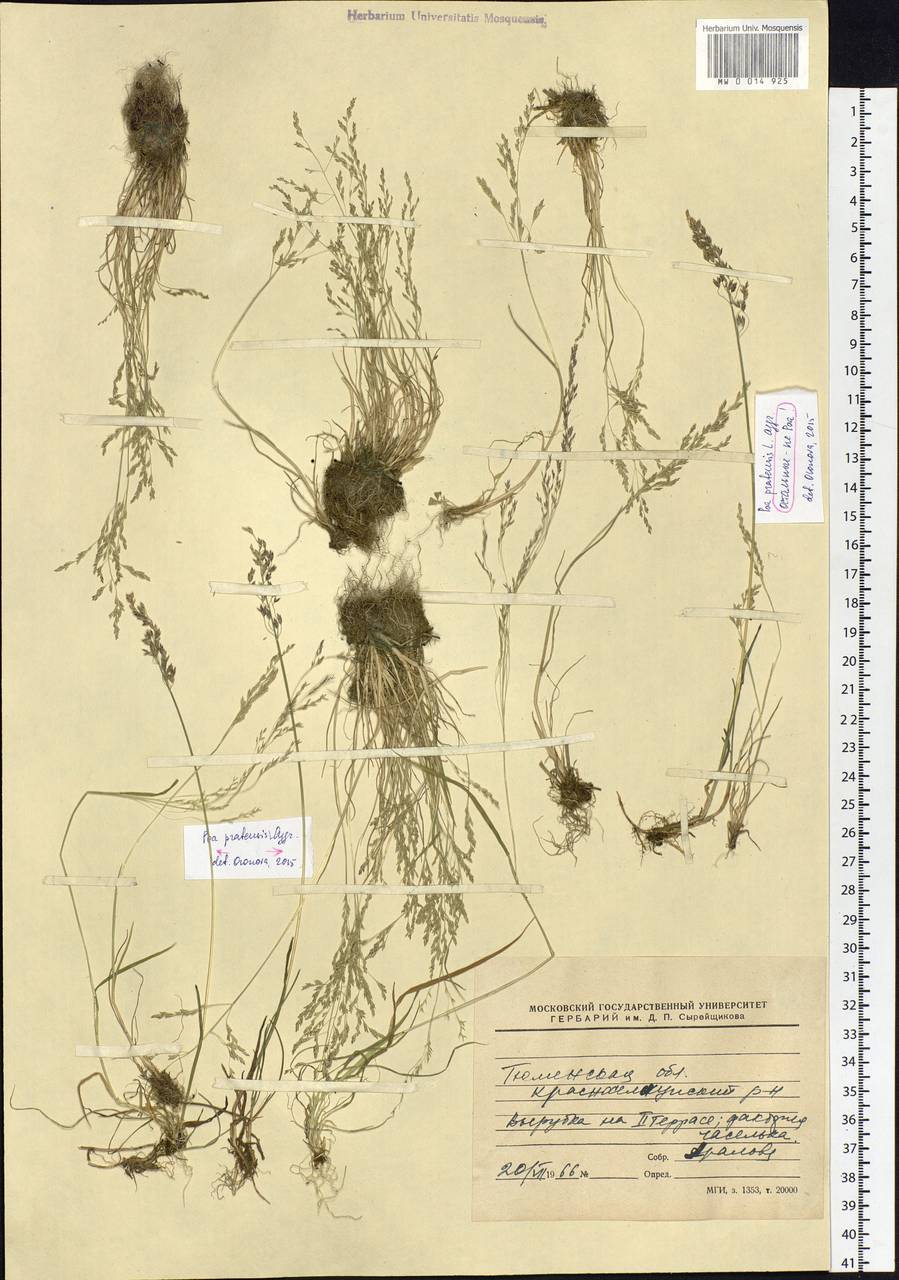 Poa pratensis L., Siberia, Western Siberia (S1) (Russia)