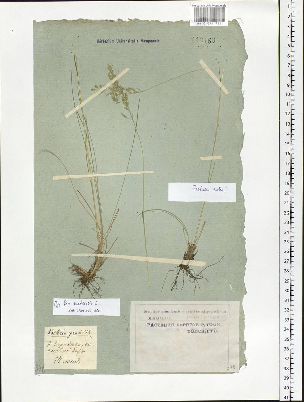 Poa pratensis L., Siberia, Western Siberia (S1) (Russia)