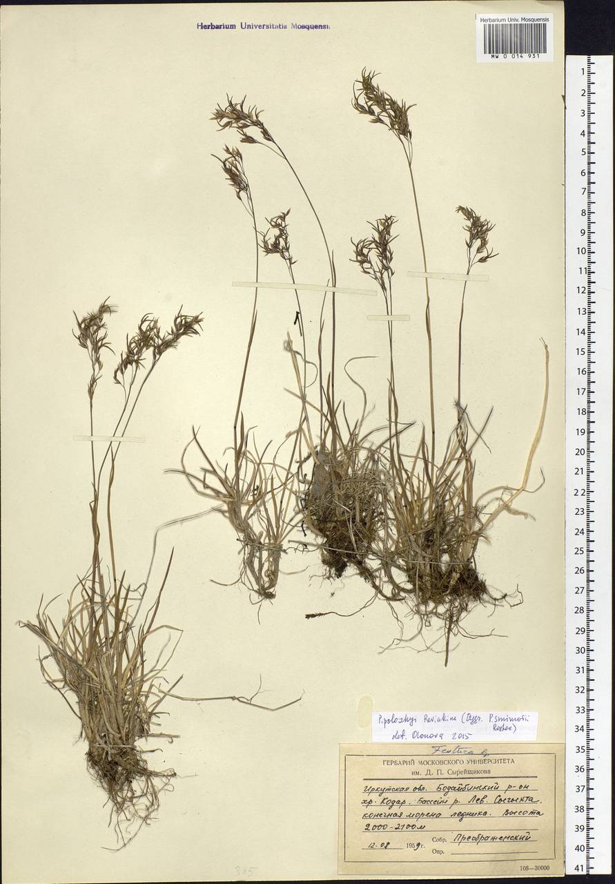 Poa smirnowii subsp. polozhiae (Revjakina) Olonova, Siberia, Baikal & Transbaikal region (S4) (Russia)