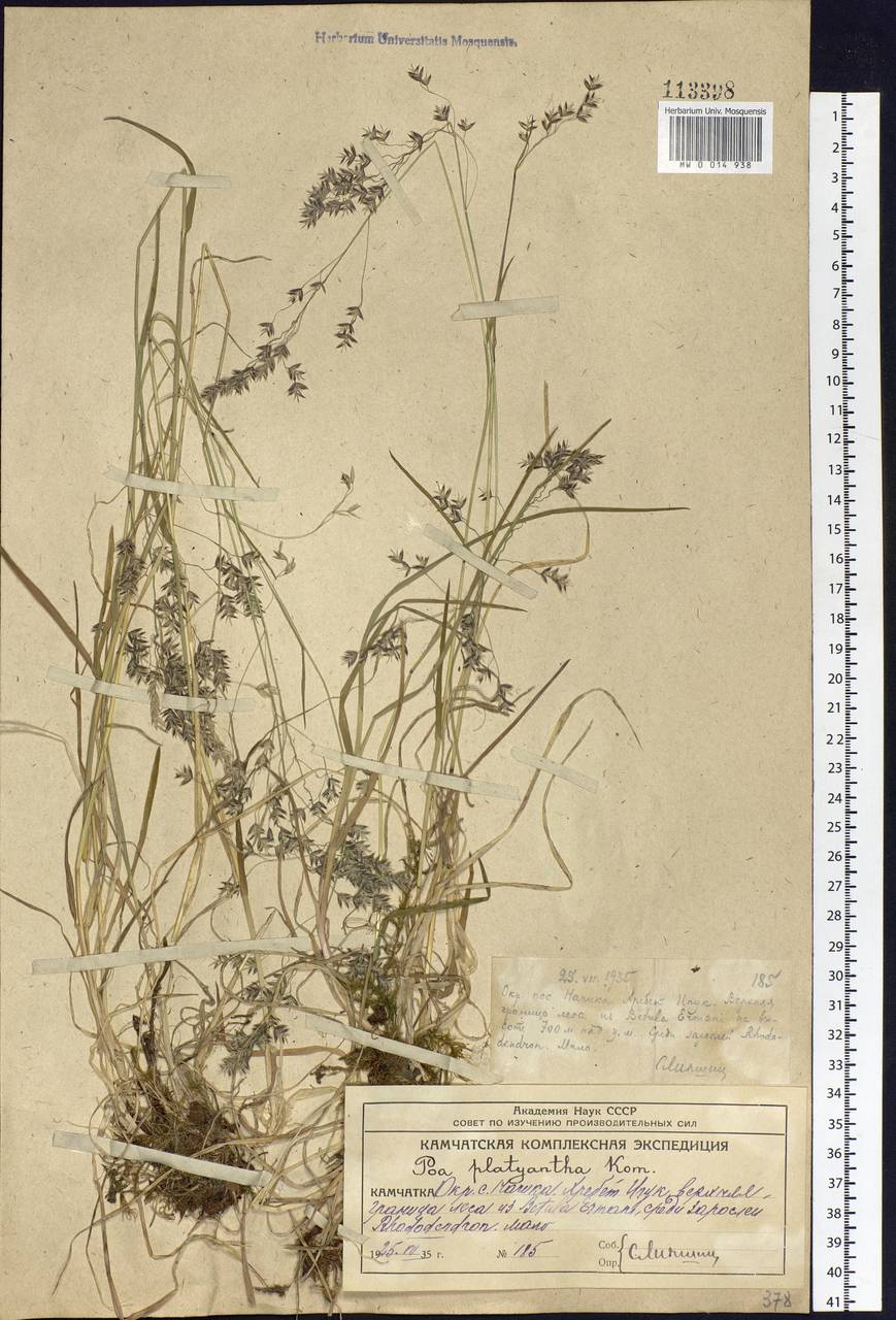 Poa platyantha Kom., Siberia, Chukotka & Kamchatka (S7) (Russia)