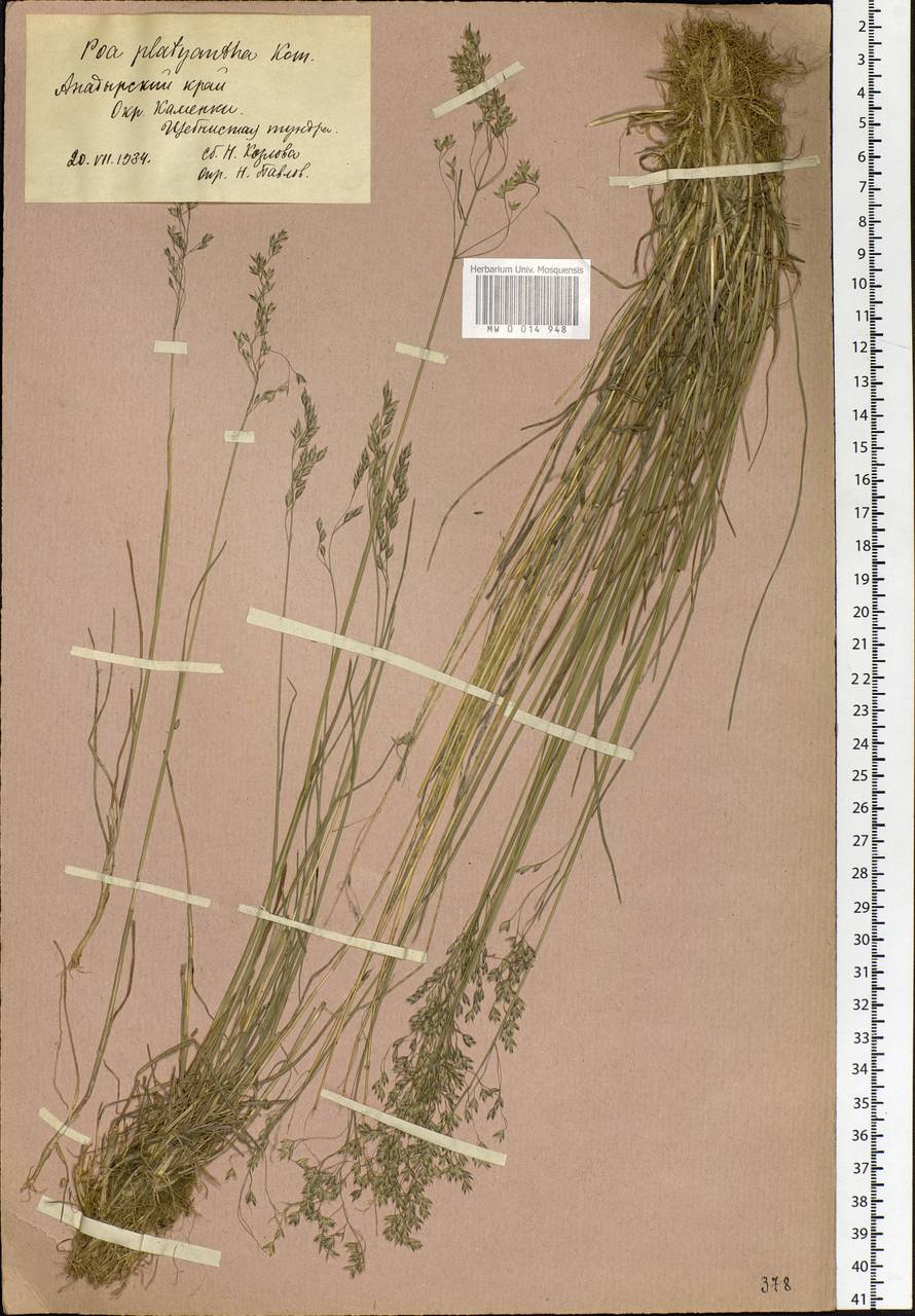 Poa platyantha Kom., Siberia, Chukotka & Kamchatka (S7) (Russia)