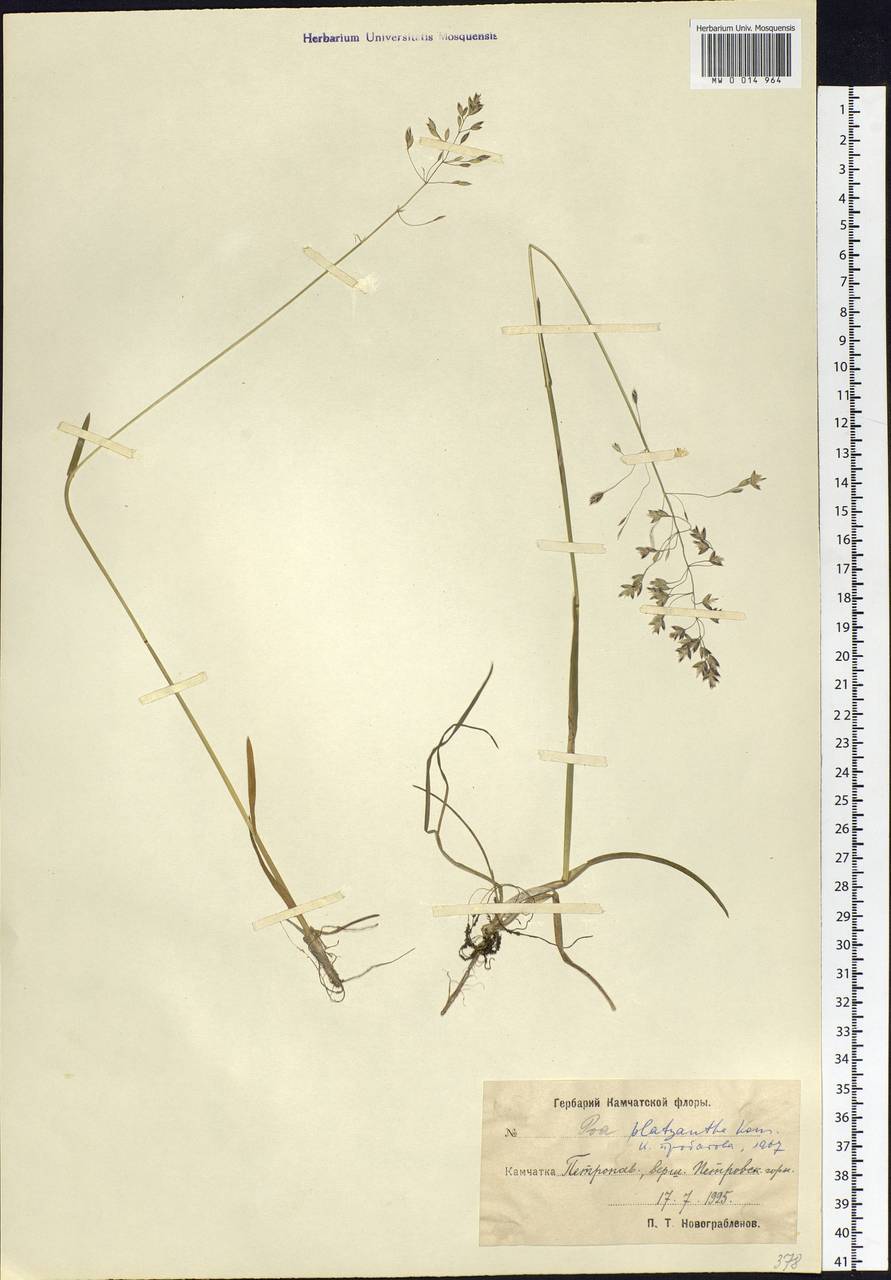 Poa platyantha Kom., Siberia, Chukotka & Kamchatka (S7) (Russia)
