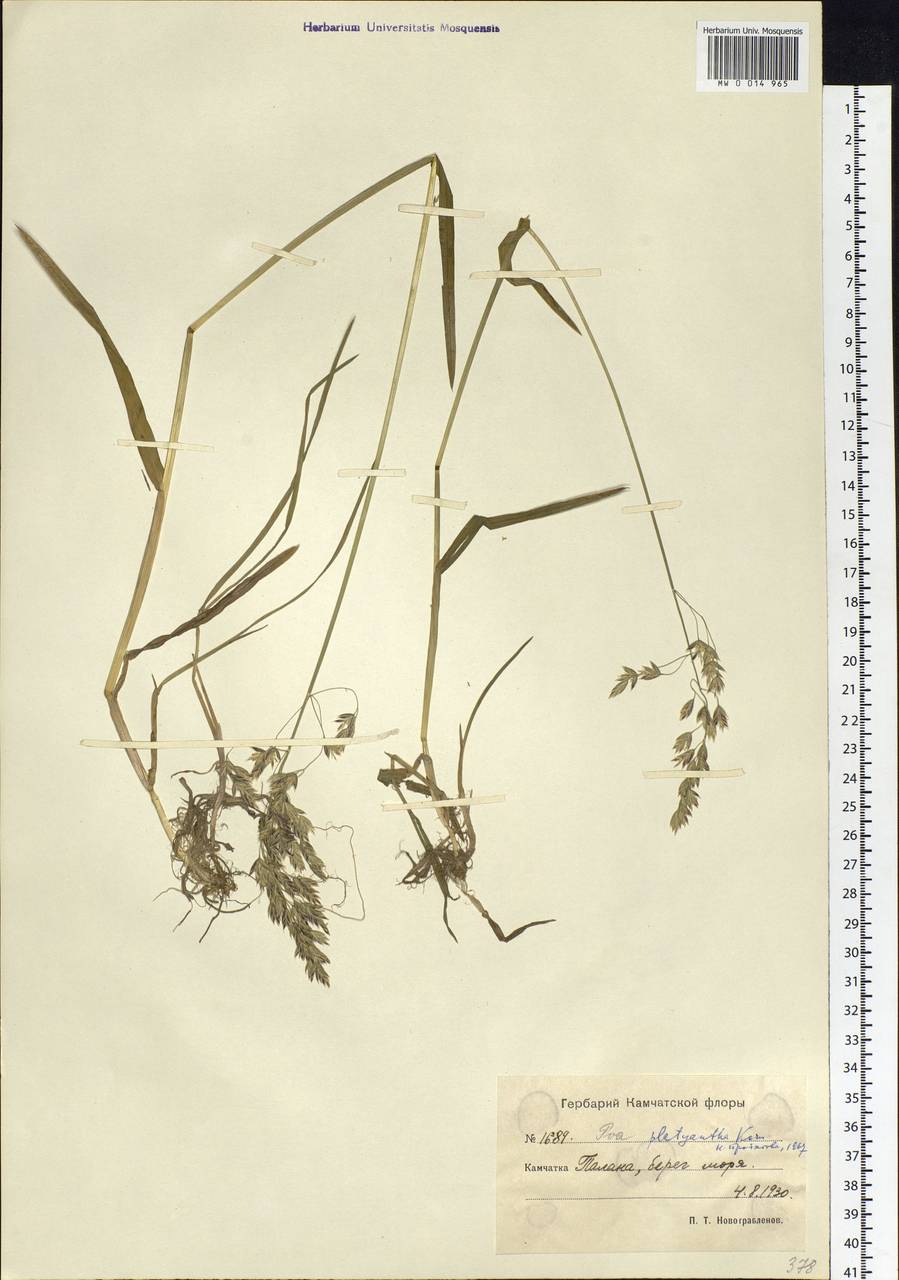 Poa platyantha Kom., Siberia, Chukotka & Kamchatka (S7) (Russia)