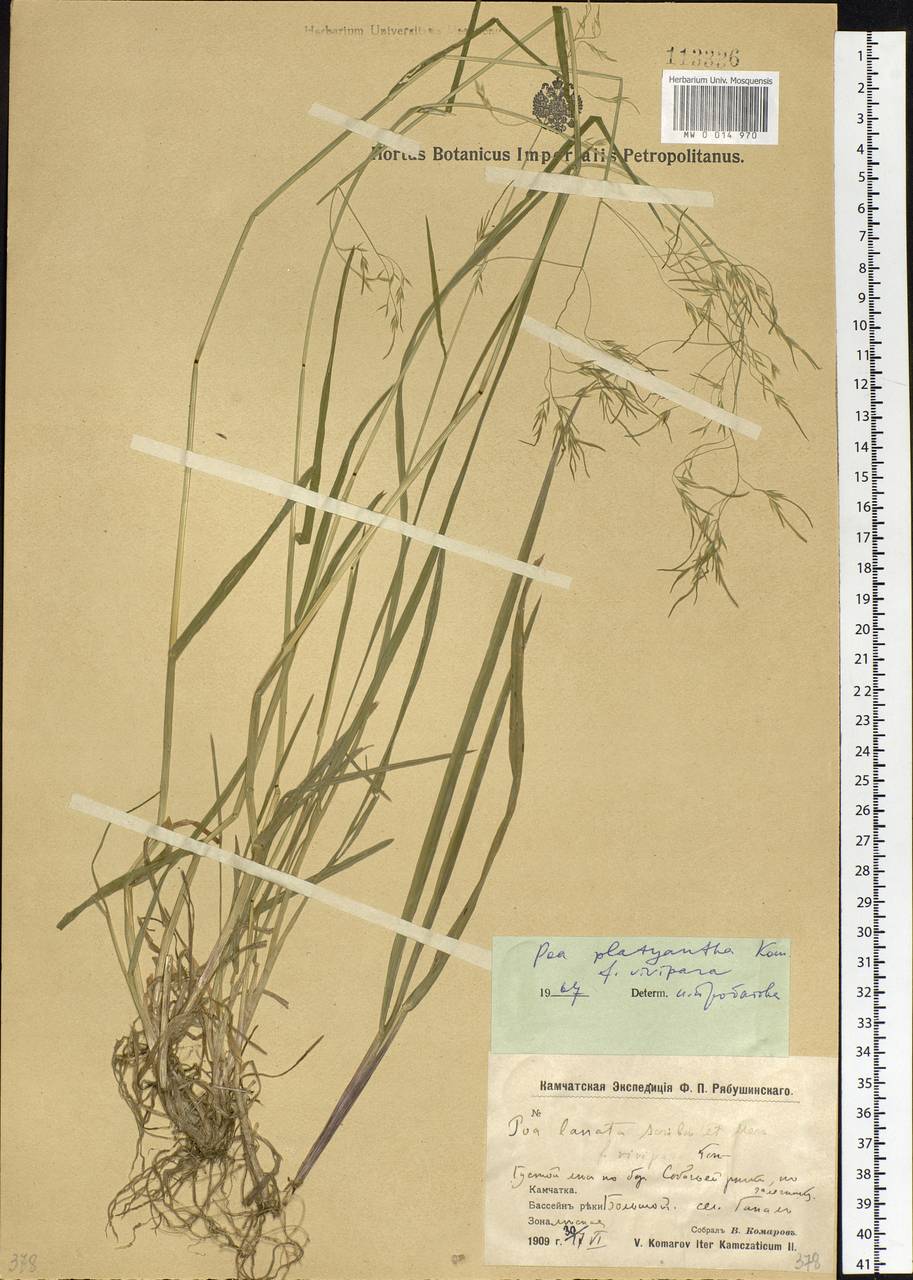 Poa platyantha Kom., Siberia, Chukotka & Kamchatka (S7) (Russia)