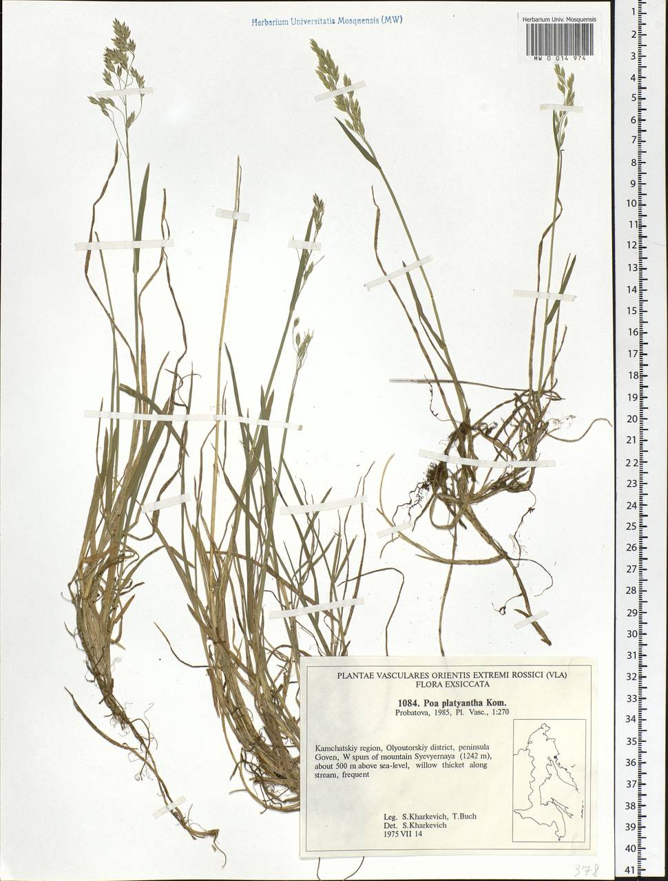 Poa platyantha Kom., Siberia, Chukotka & Kamchatka (S7) (Russia)