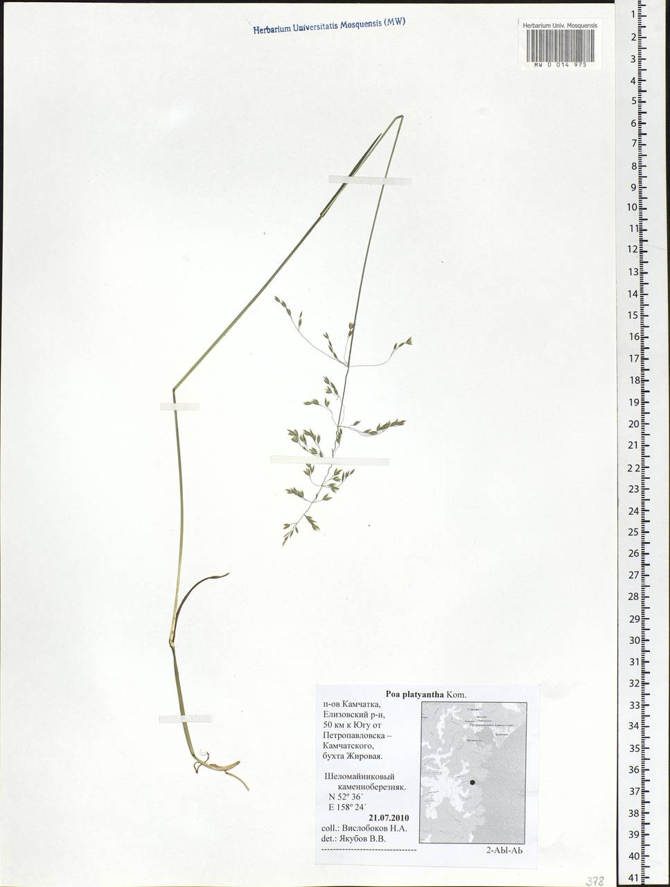 Poa platyantha Kom., Siberia, Chukotka & Kamchatka (S7) (Russia)