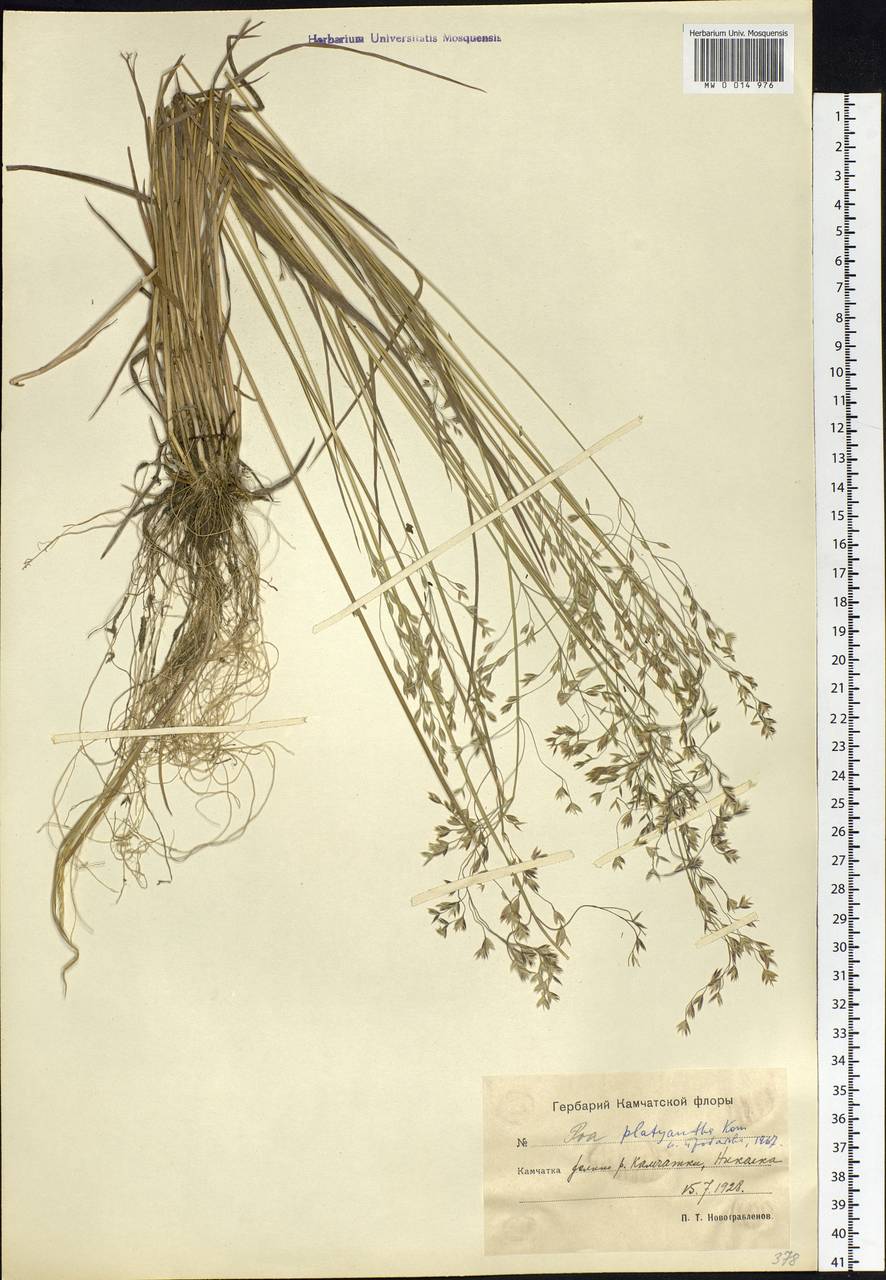 Poa platyantha Kom., Siberia, Chukotka & Kamchatka (S7) (Russia)