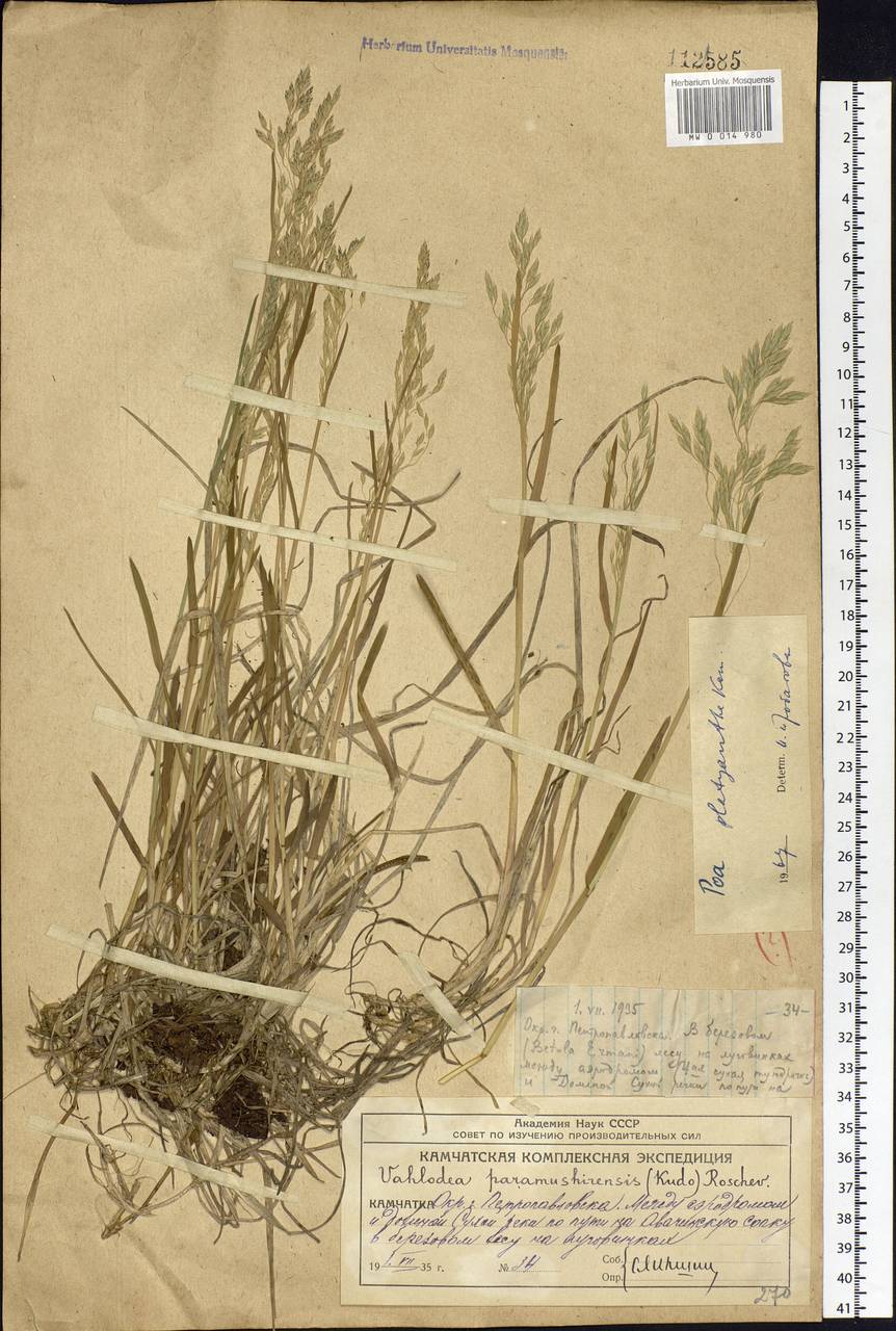 Poa platyantha Kom., Siberia, Chukotka & Kamchatka (S7) (Russia)