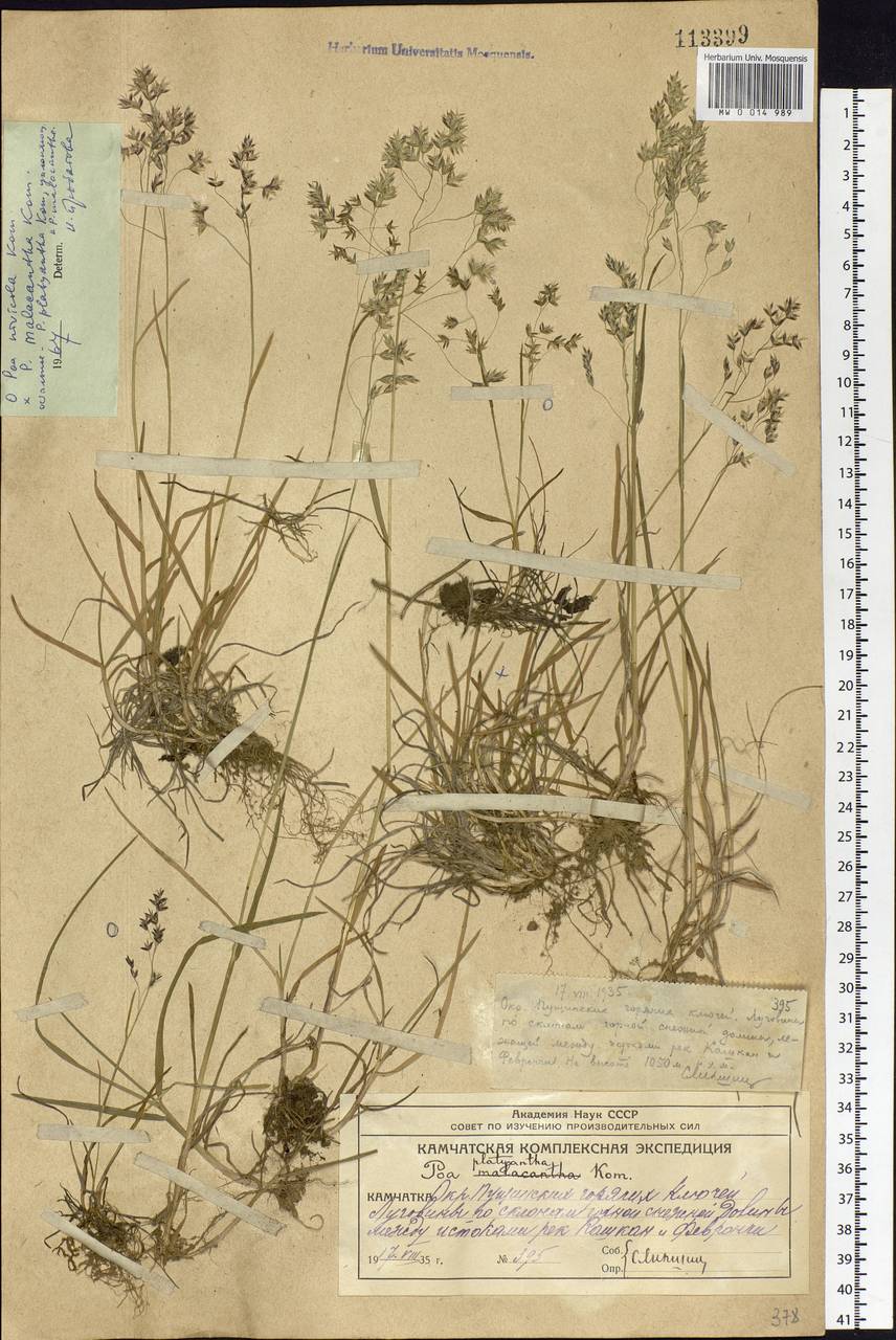 Poa platyantha Kom., Siberia, Chukotka & Kamchatka (S7) (Russia)
