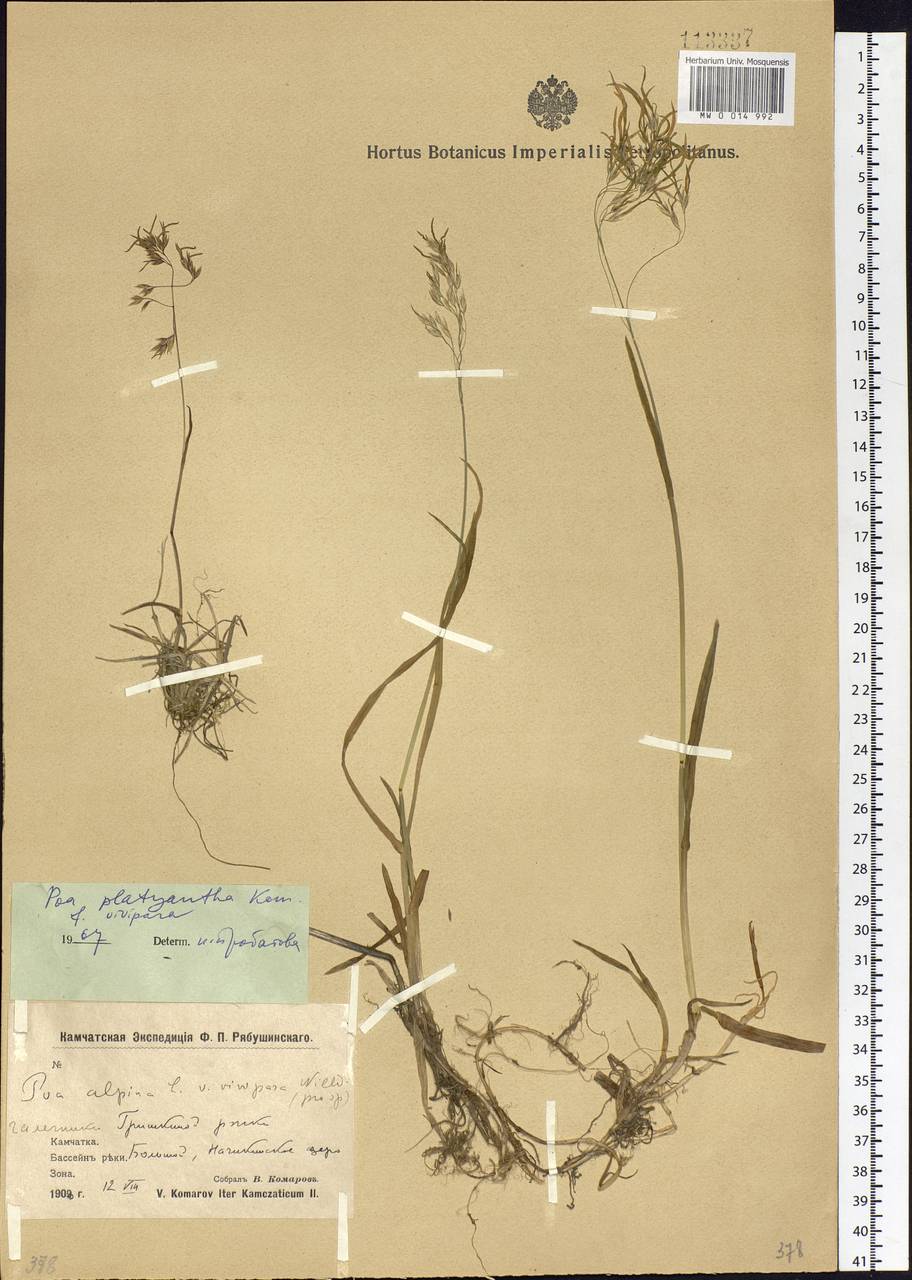 Poa platyantha Kom., Siberia, Chukotka & Kamchatka (S7) (Russia)