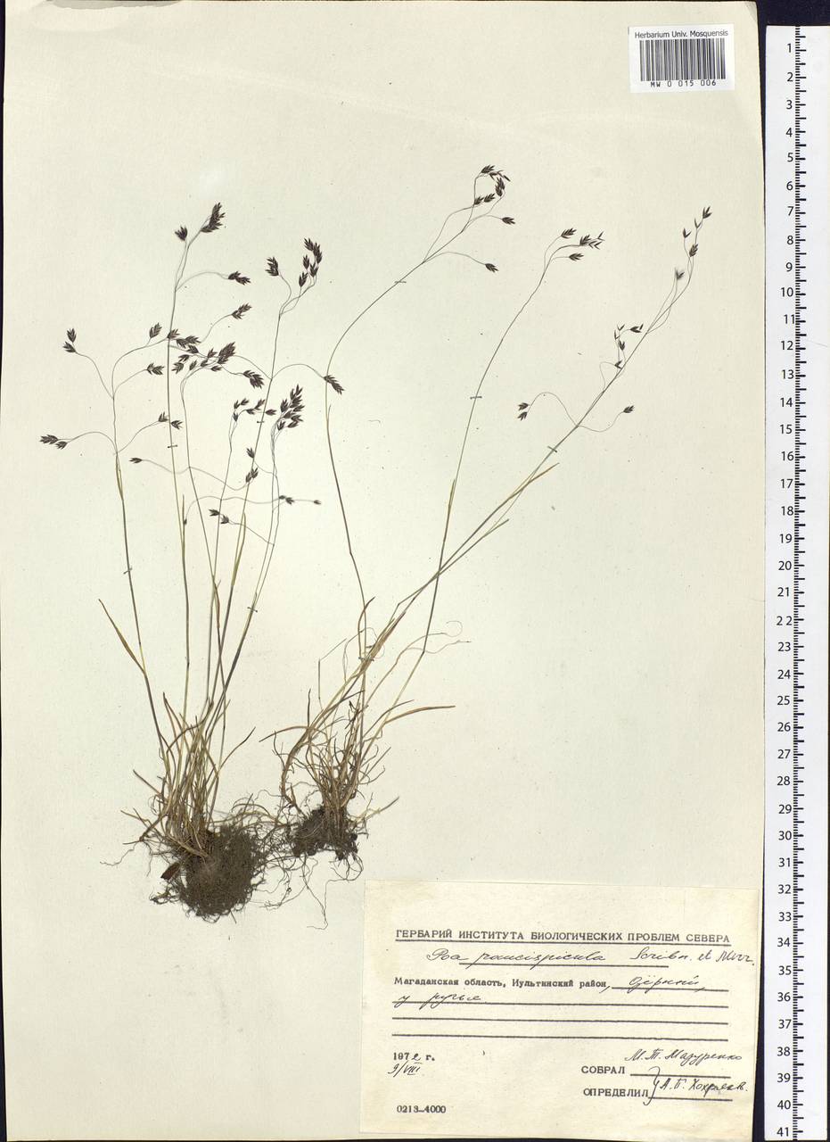 Poa paucispicula Scribn. & Merr., Siberia, Chukotka & Kamchatka (S7) (Russia)