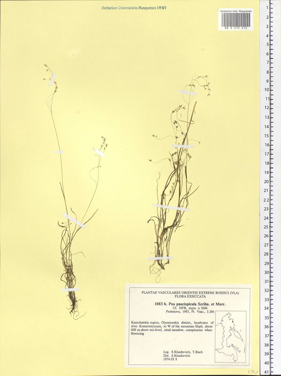 Poa paucispicula Scribn. & Merr., Siberia, Chukotka & Kamchatka (S7) (Russia)