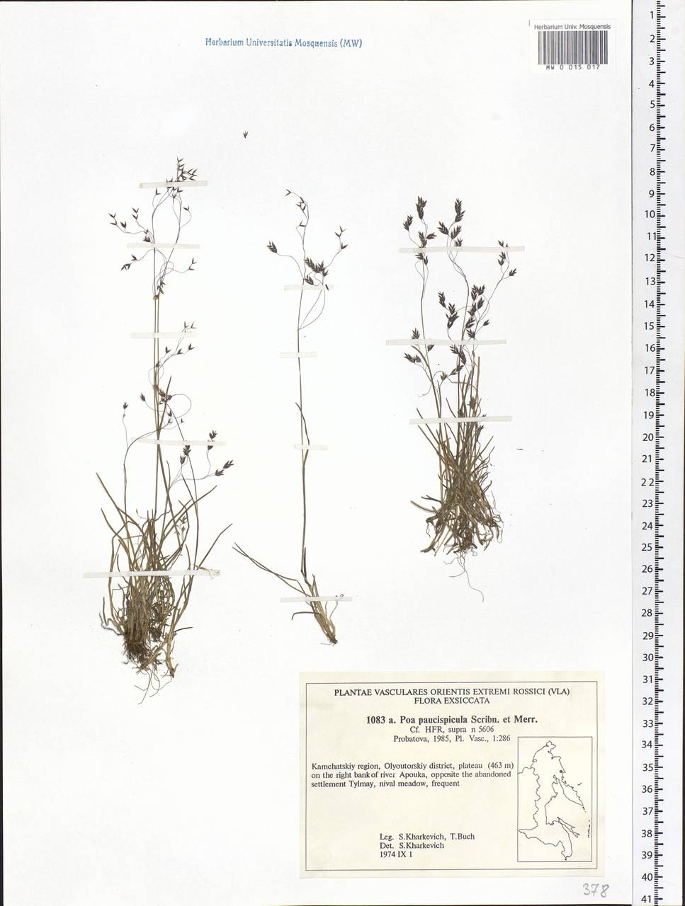 Poa paucispicula Scribn. & Merr., Siberia, Chukotka & Kamchatka (S7) (Russia)