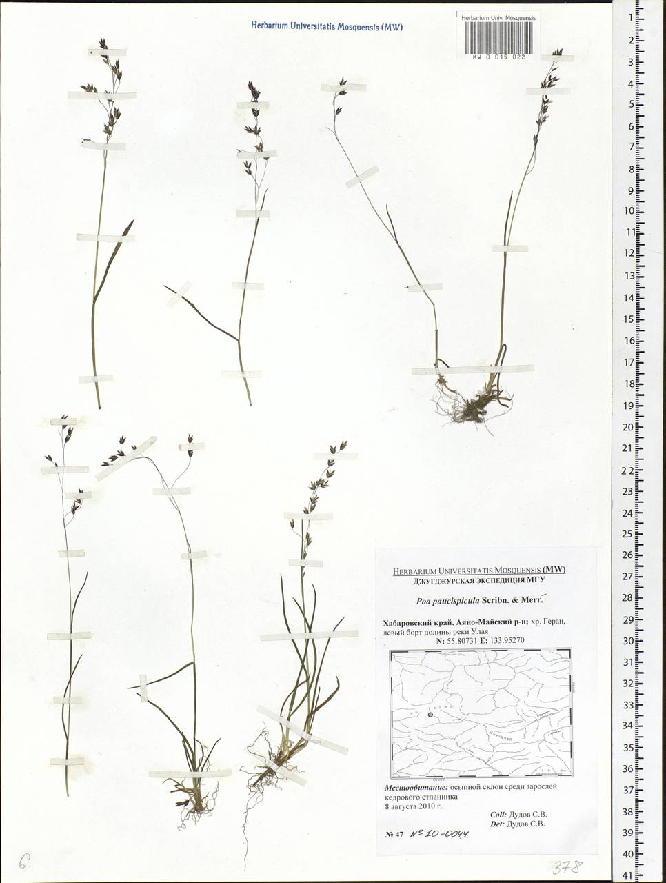 Poa paucispicula Scribn. & Merr., Siberia, Russian Far East (S6) (Russia)