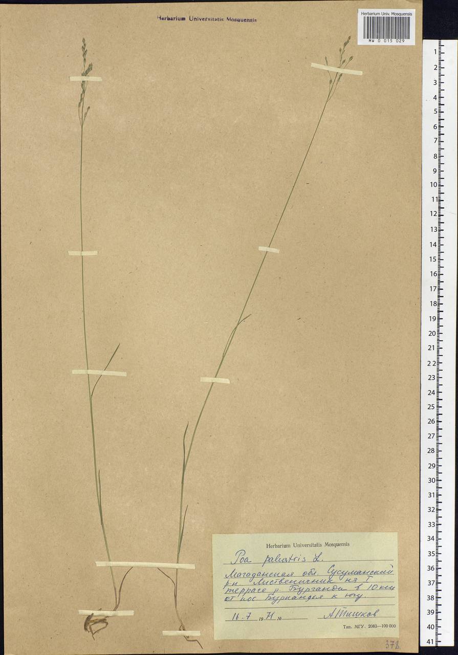 Poa palustris L., Siberia, Chukotka & Kamchatka (S7) (Russia)