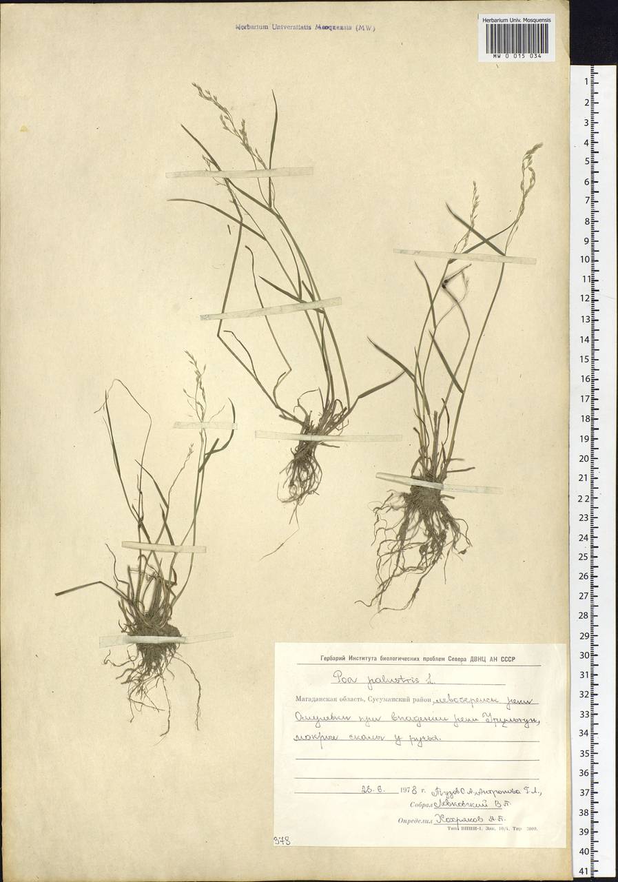 Poa palustris L., Siberia, Chukotka & Kamchatka (S7) (Russia)