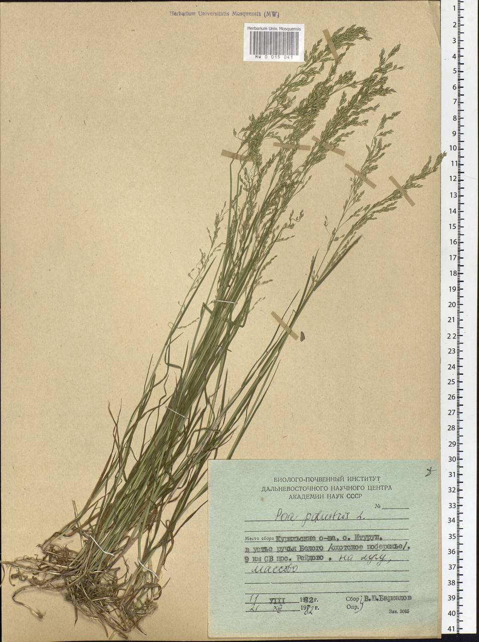 Poa palustris L., Siberia, Russian Far East (S6) (Russia)